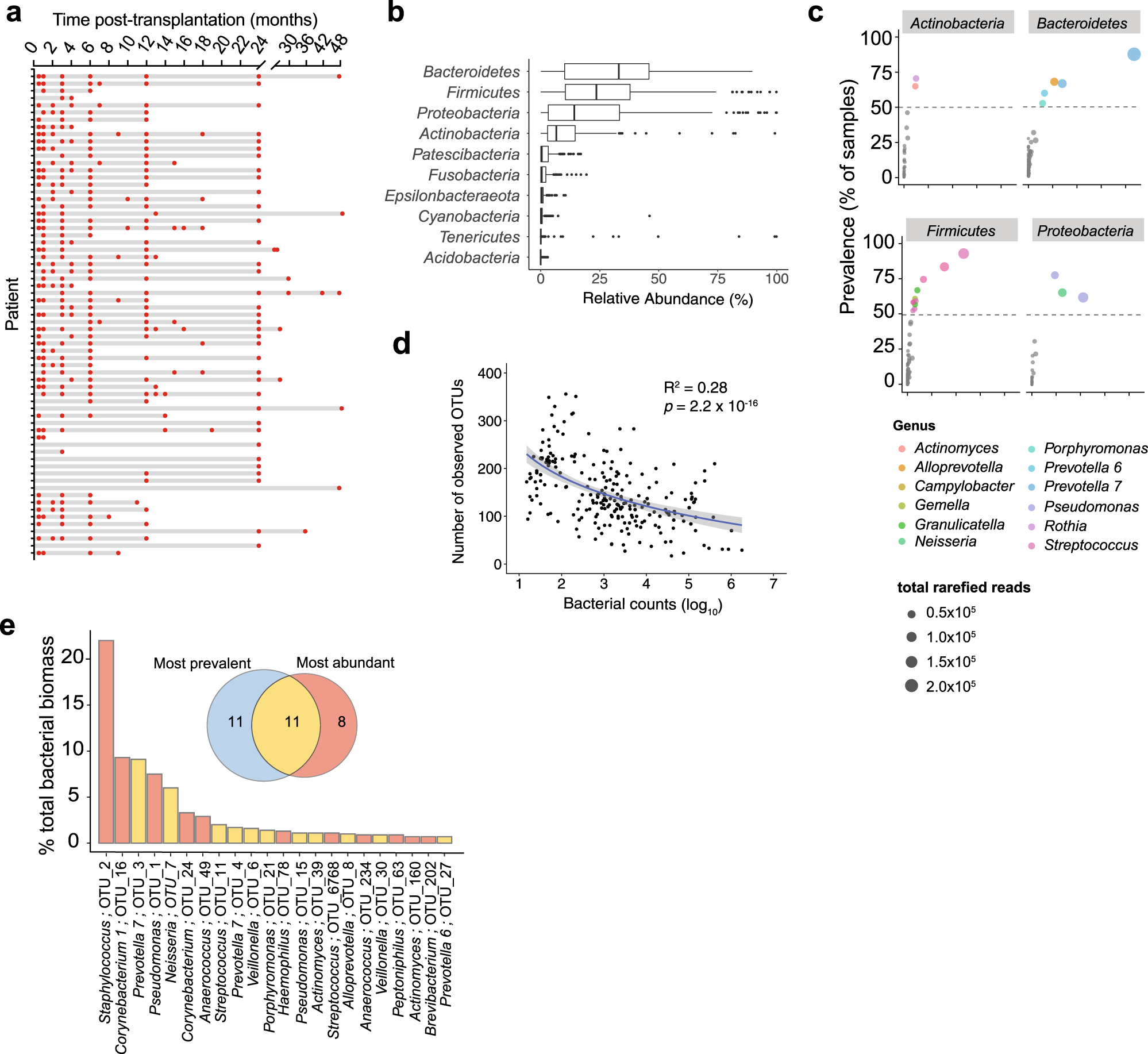 A Prevalent And Culturable Microbiota Links Ecological Balance To Clinical Stability Of The Human Lung After Transplantation Nature Communications