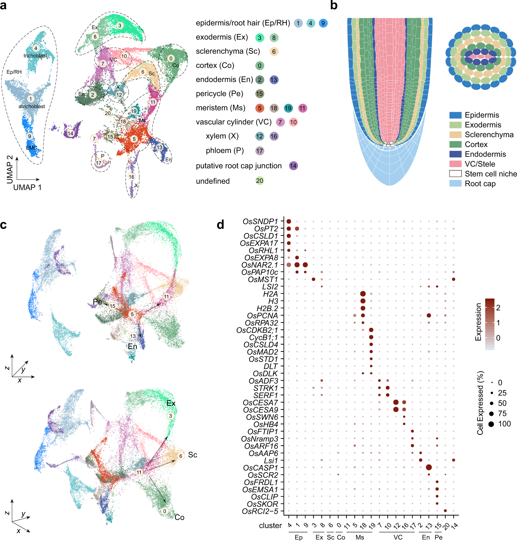 Single Cell Transcriptome Atlas And Chromatin Accessibility Landscape Reveal Differentiation Trajectories In The Rice Root Nature Communications Single Cell Transcriptome Atlas And Chromatin Accessibility Landscape Reveal Differentiation Trajectories In The Rice Root Nature Communications