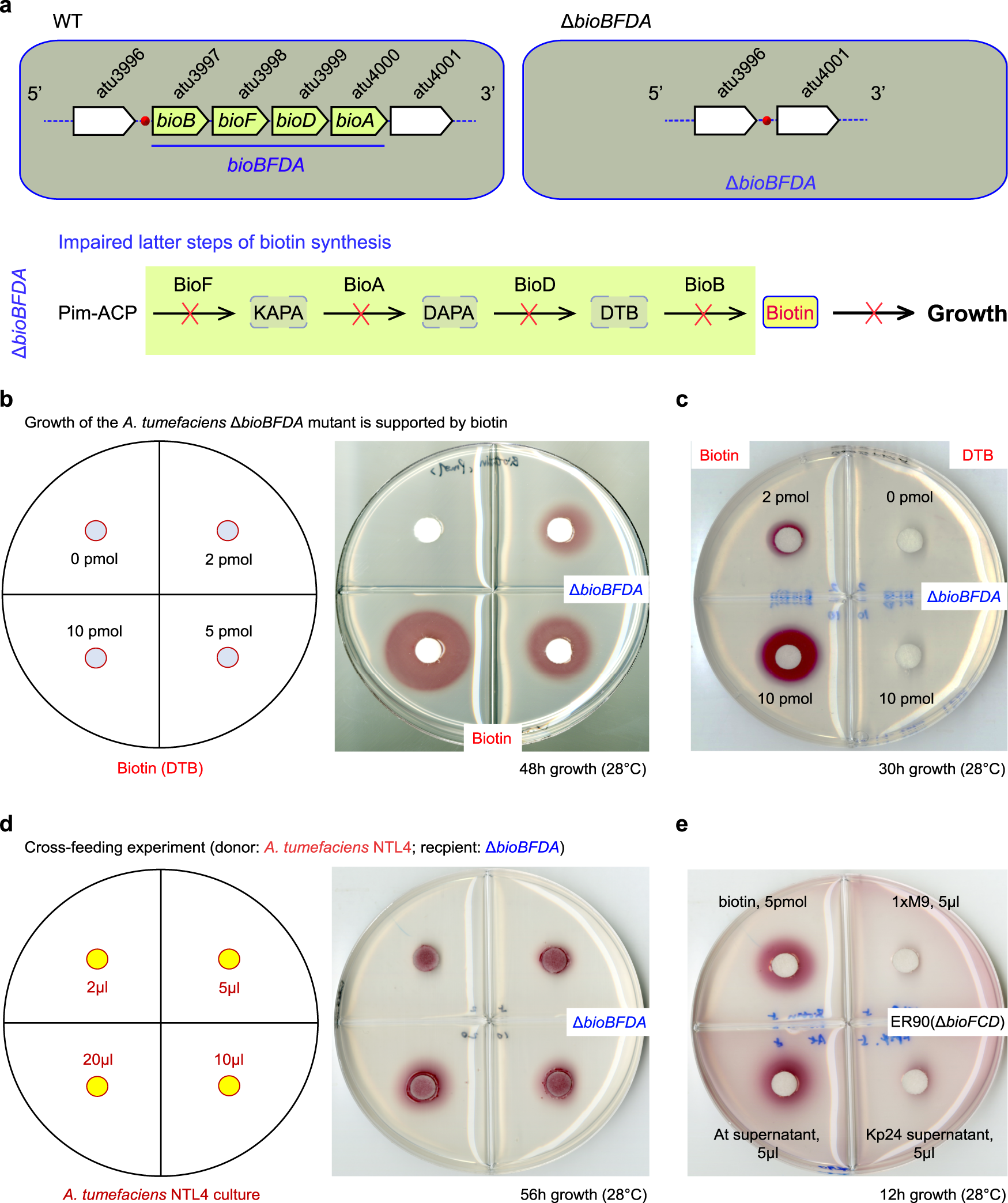 Biochemical and structural characterization of the BioZ enzyme engaged in  bacterial biotin synthesis pathway | Nature Communications