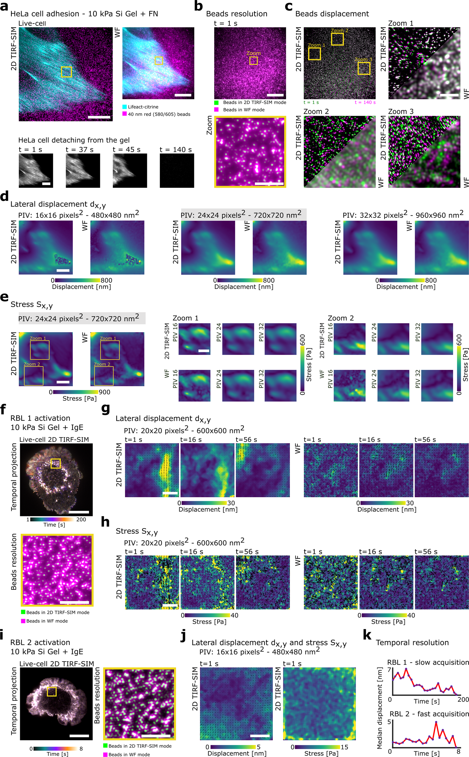 Fig. 2: 2D TIRF-SIM-TFM during detachment of adherent HeLa cells and activation of immune RBL cells.