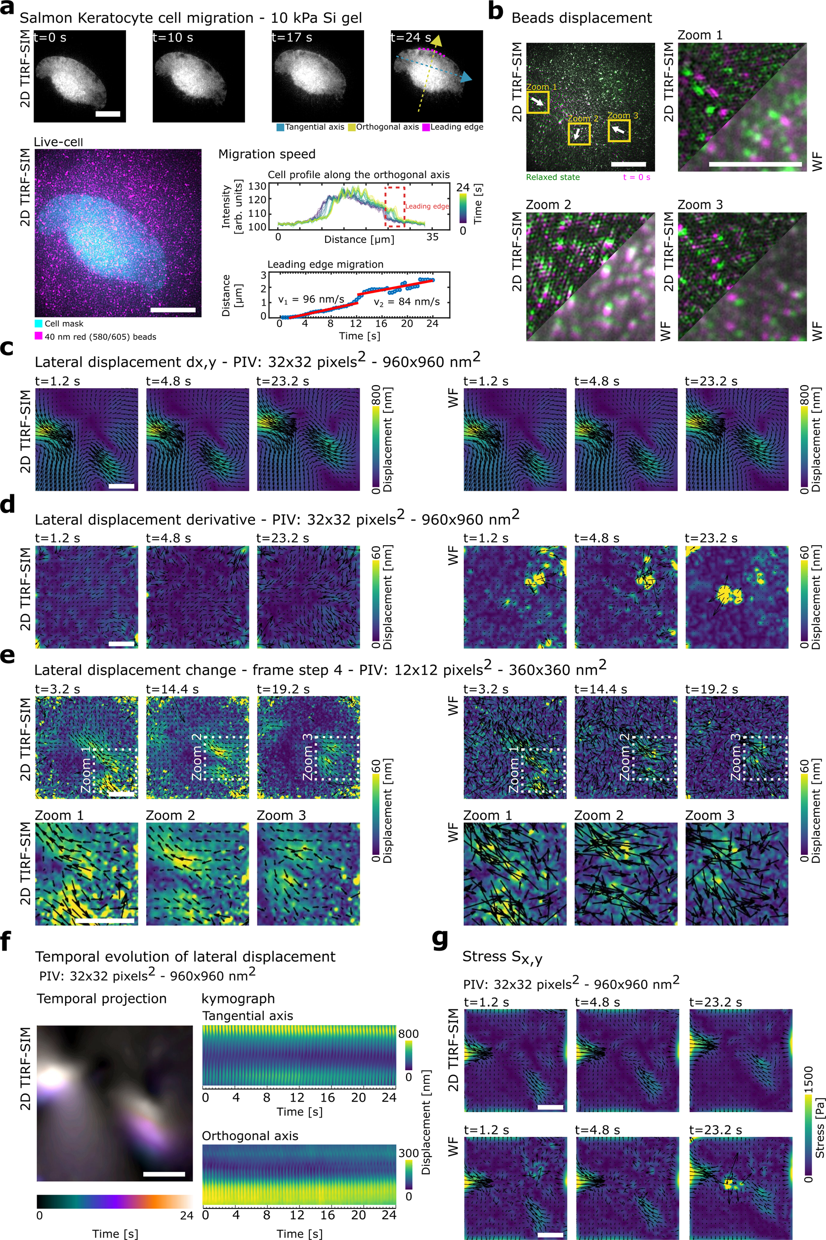 Fig. 3: 2D TIRF-SIM-TFM during migration of live salmon keratocytes.