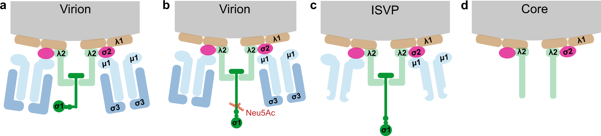 Fig. 1: Schematic of capsid composition of reovirus particles.