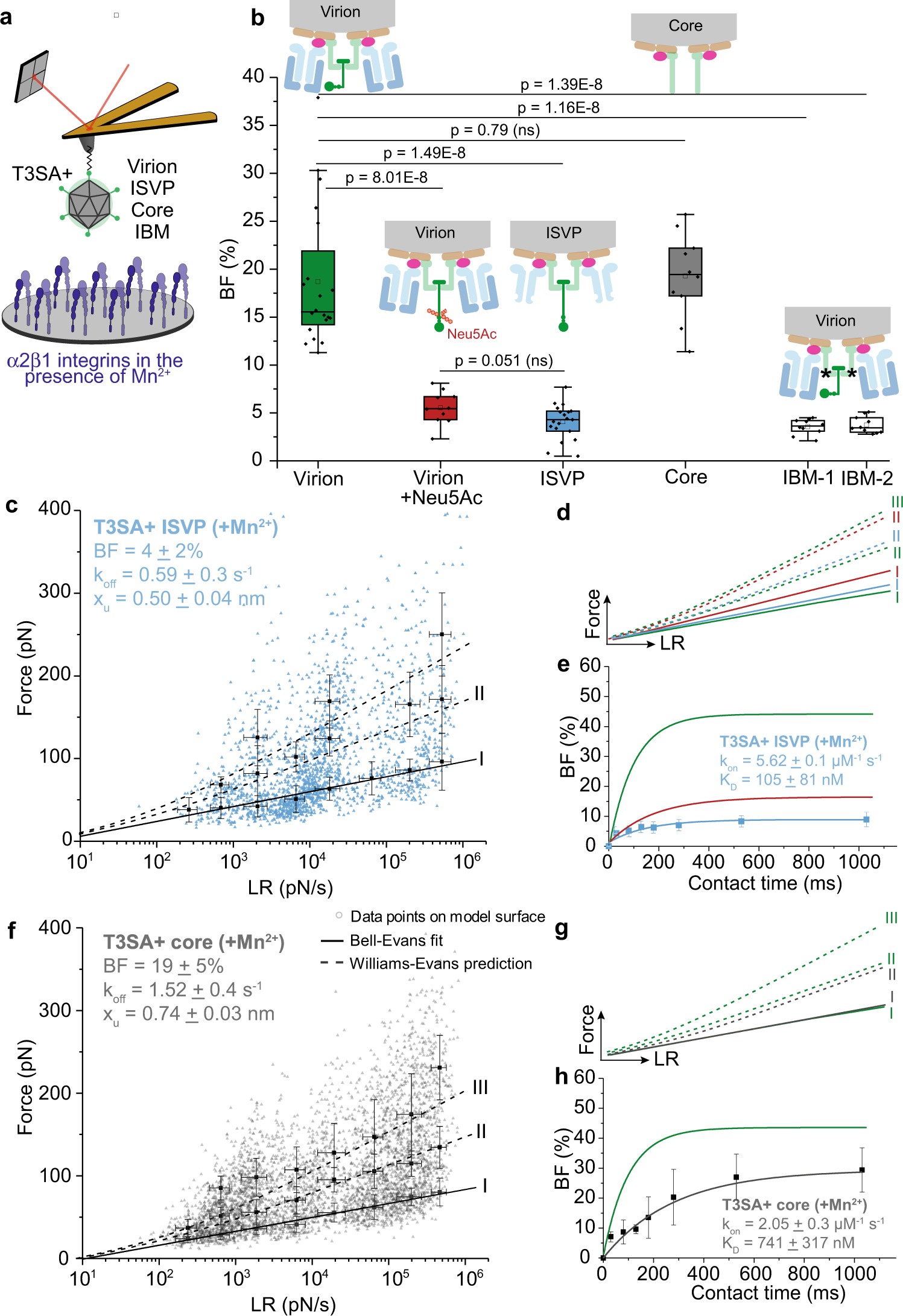 Fig. 5: Analysis of β1 integrin interactions with reovirus disassembly intermediates suggests λ2 as the viral integrin ligand.
