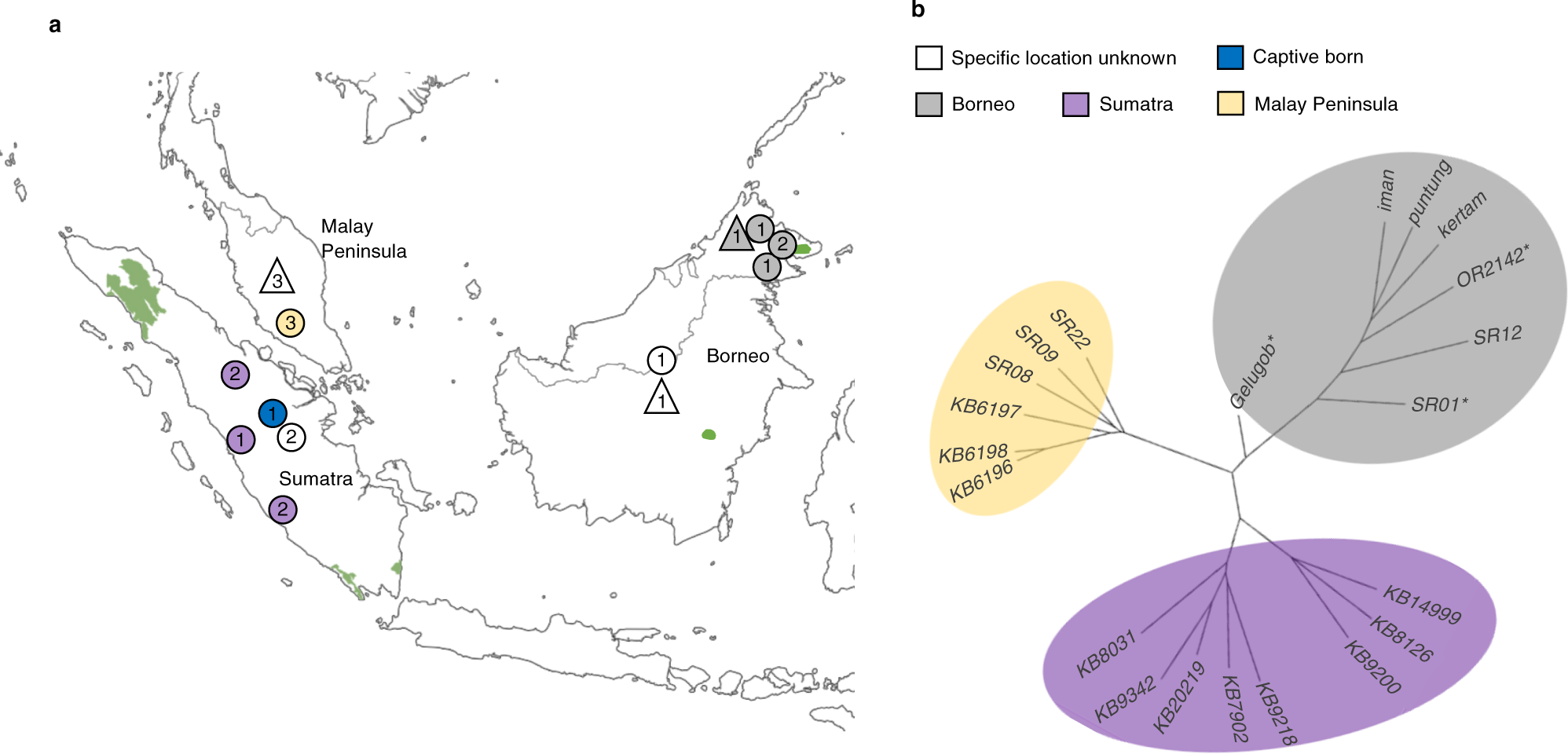 Genomic insights into the conservation status of the world's last remaining  Sumatran rhinoceros populations | Nature Communications