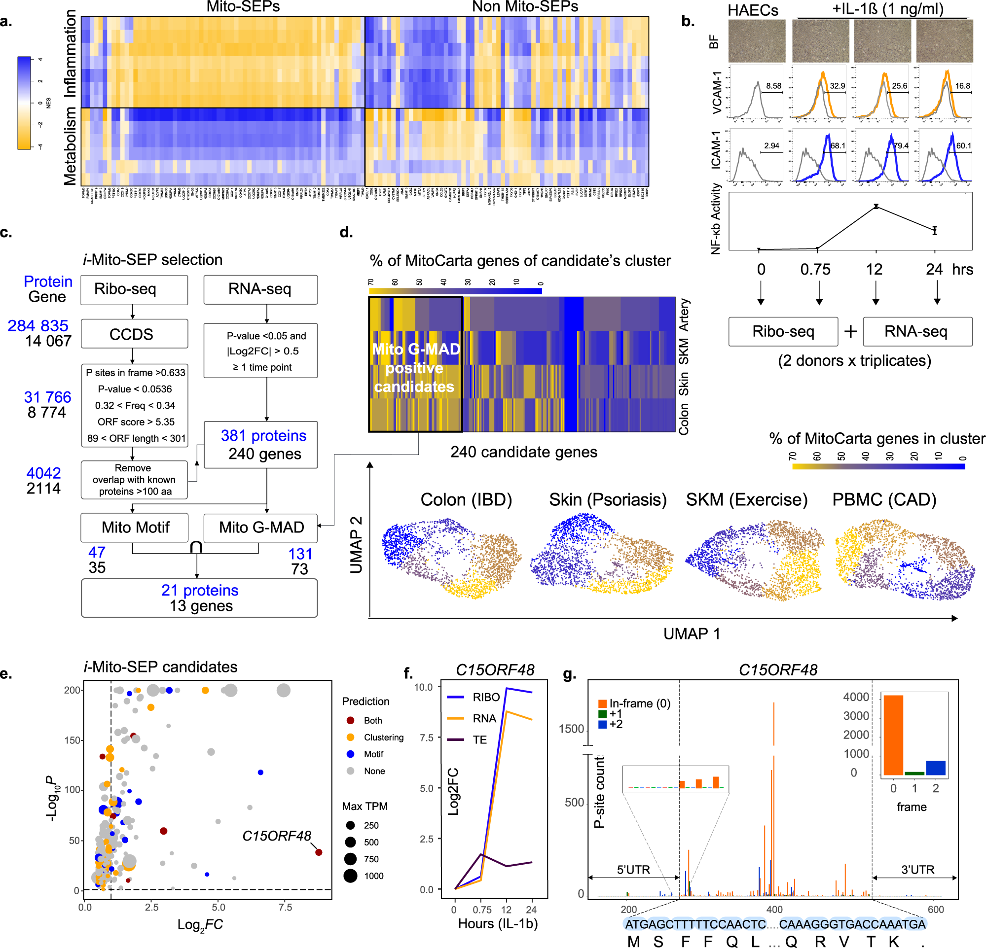 Coding And Non Coding Roles Of Mocci C15orf48 Coordinate To Regulate Host Inflammation And Immunity Nature Communications Coding And Non Coding Roles Of Mocci C15orf48 Coordinate To Regulate Host Inflammation And Immunity Nature Communications