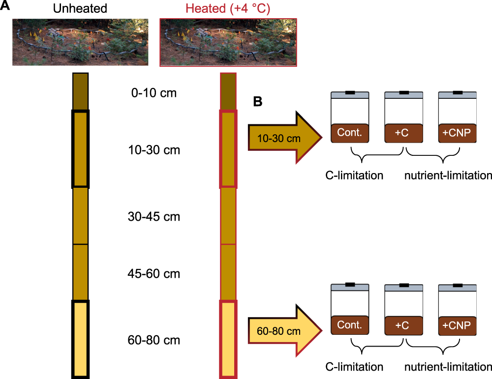 Metabolic Capabilities Mute Positive Response To Direct And Indirect Impacts Of Warming Throughout The Soil Profile Nature Communications