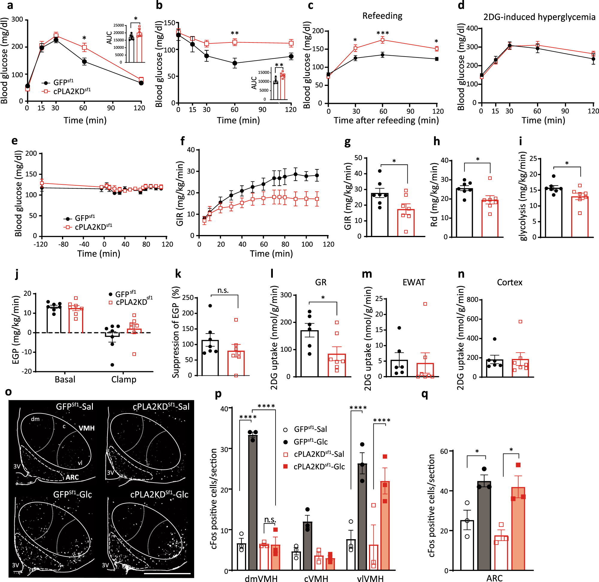 Fig. 3: Knockdown of Sf1-neuronal pla2g4a impairs systemic glucose metabolism.