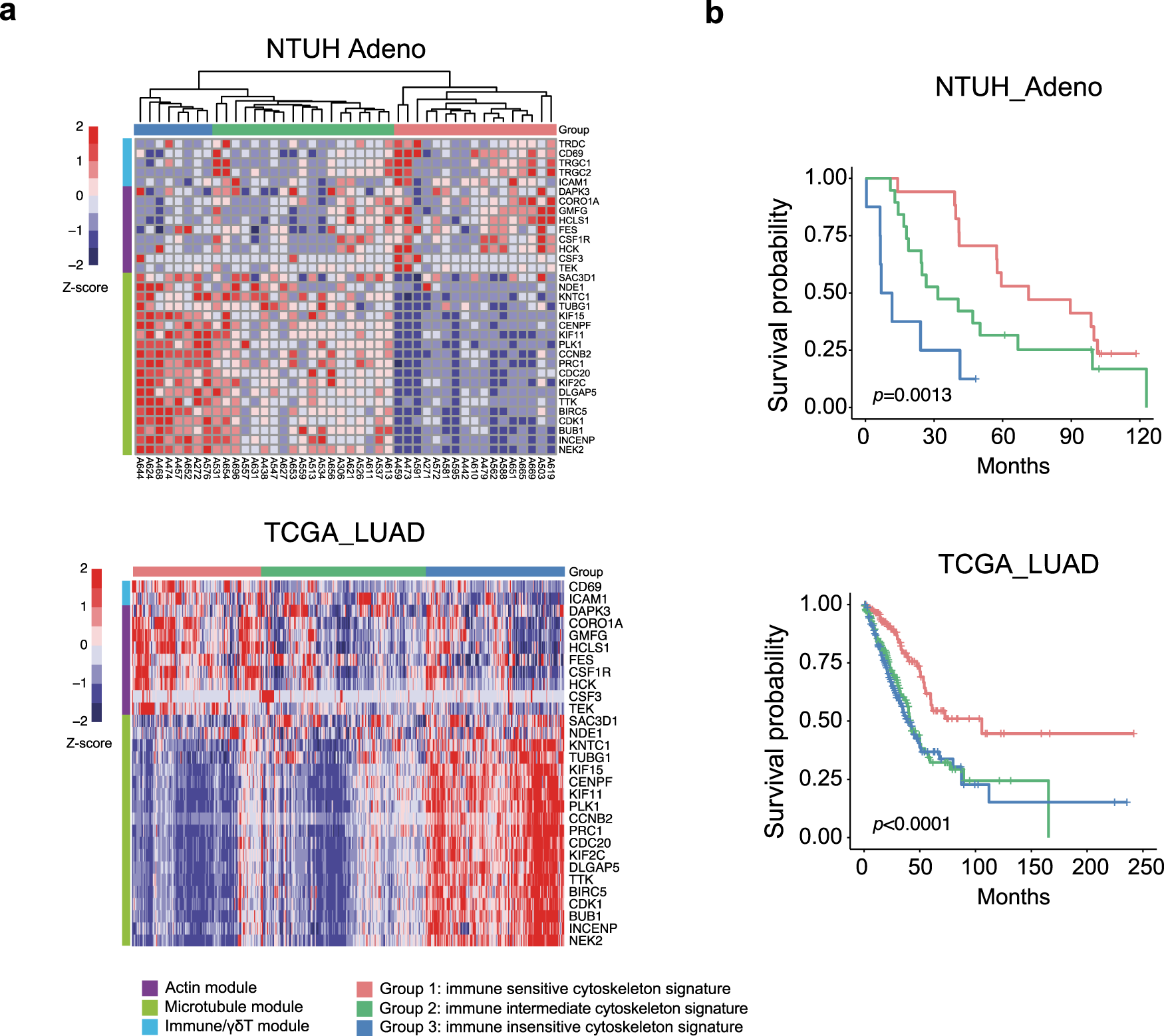 Fig. 7: Stratification of patients with lung cancer by the immune cytoskeleton gene signature.