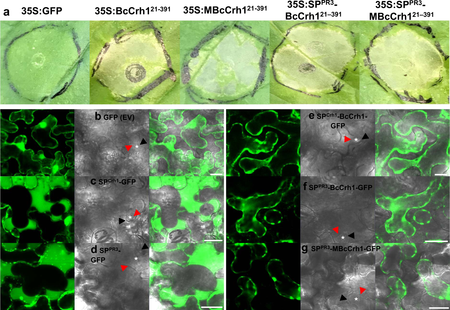 The Botrytis cinerea Crh1 transglycosylase is a cytoplasmic effector  triggering plant cell death and defense response | Nature Communications