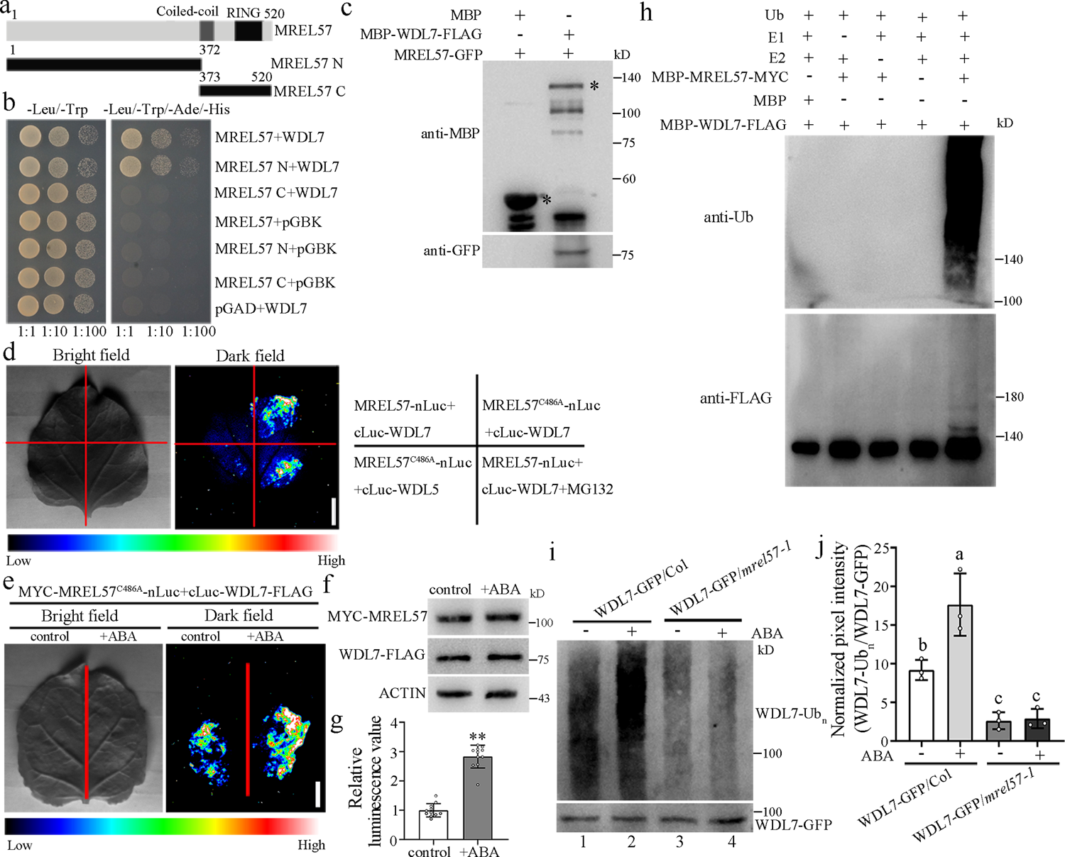 Fig. 5: The E3 ligase MREL57 interacts with and ubiquitinates WDL7.