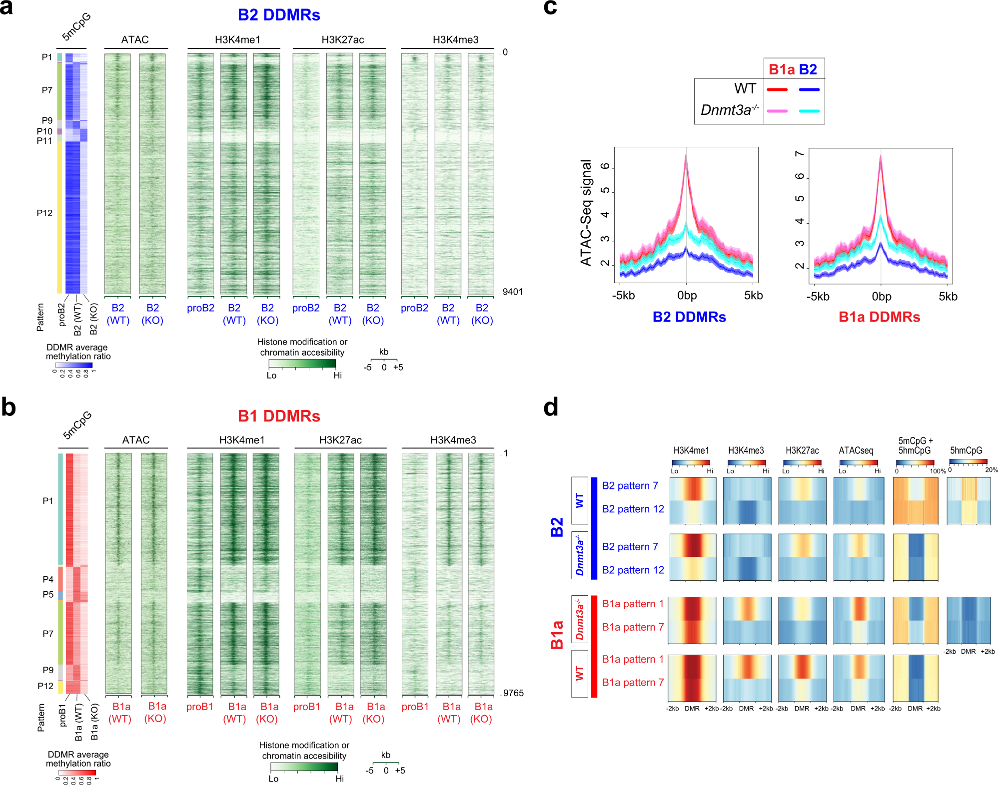 Fig. 6: DDMRs exhibit enhancer marks that are modulated by CpG modification patterns.