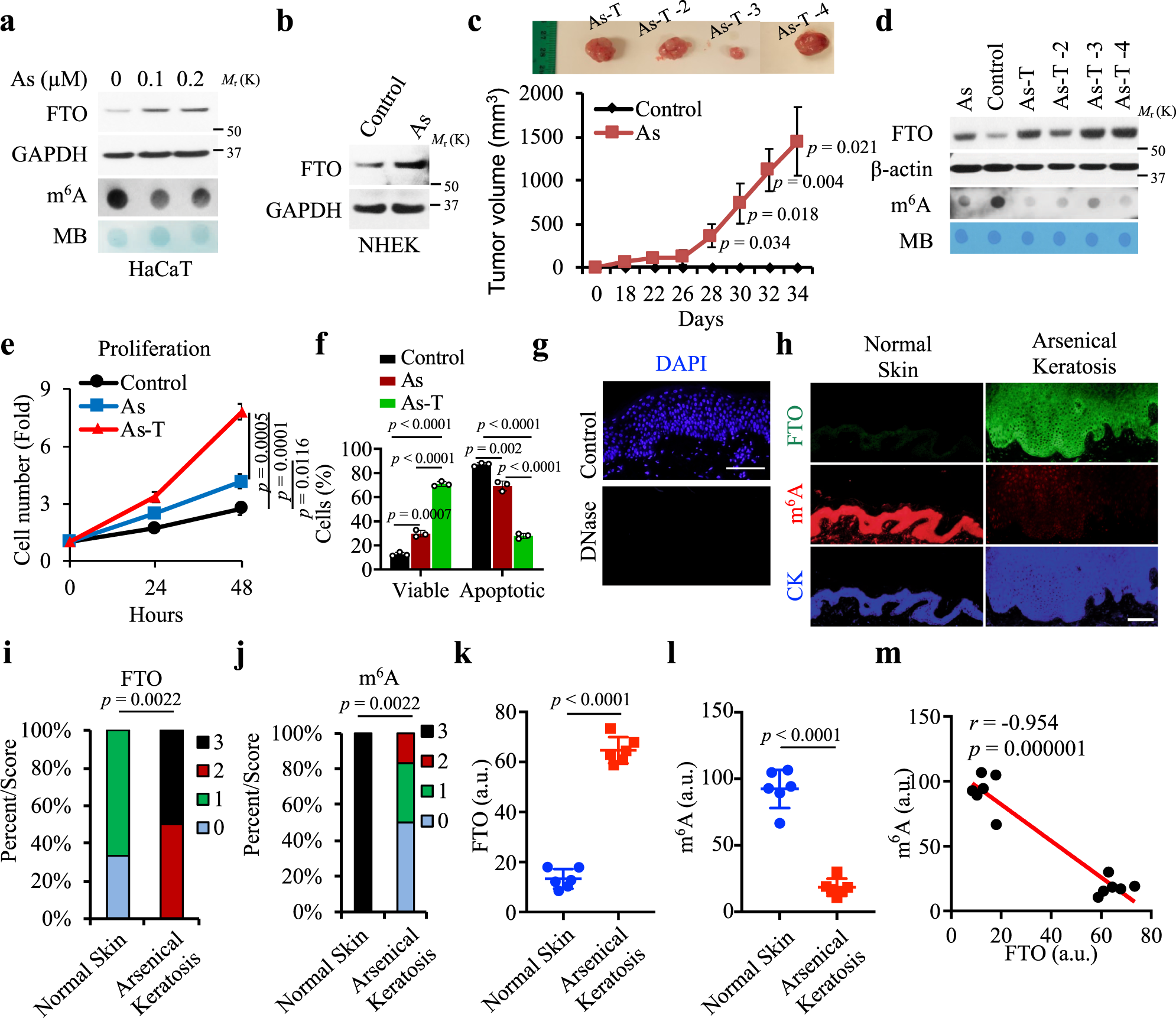 Fig. 1: FTO is upregulated, while m6A is downregulated by arsenic in human skin and keratinocytes.