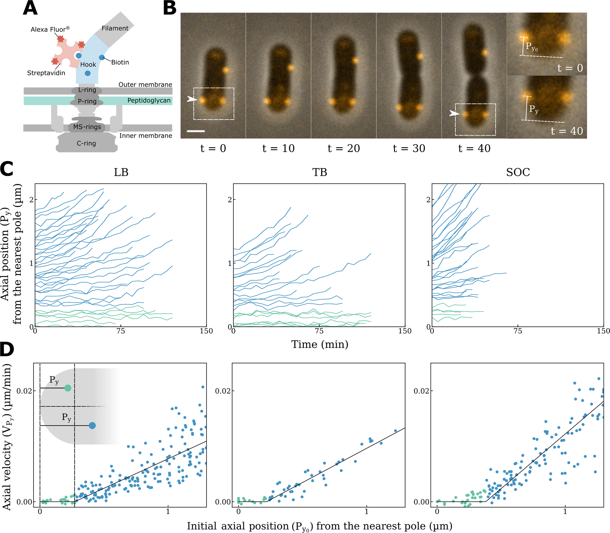 Probing Bacterial Cell Wall Growth By Tracing Wall Anchored Protein Complexes Nature Communications Probing Bacterial Cell Wall Growth By Tracing Wall Anchored Protein Complexes Nature Communications