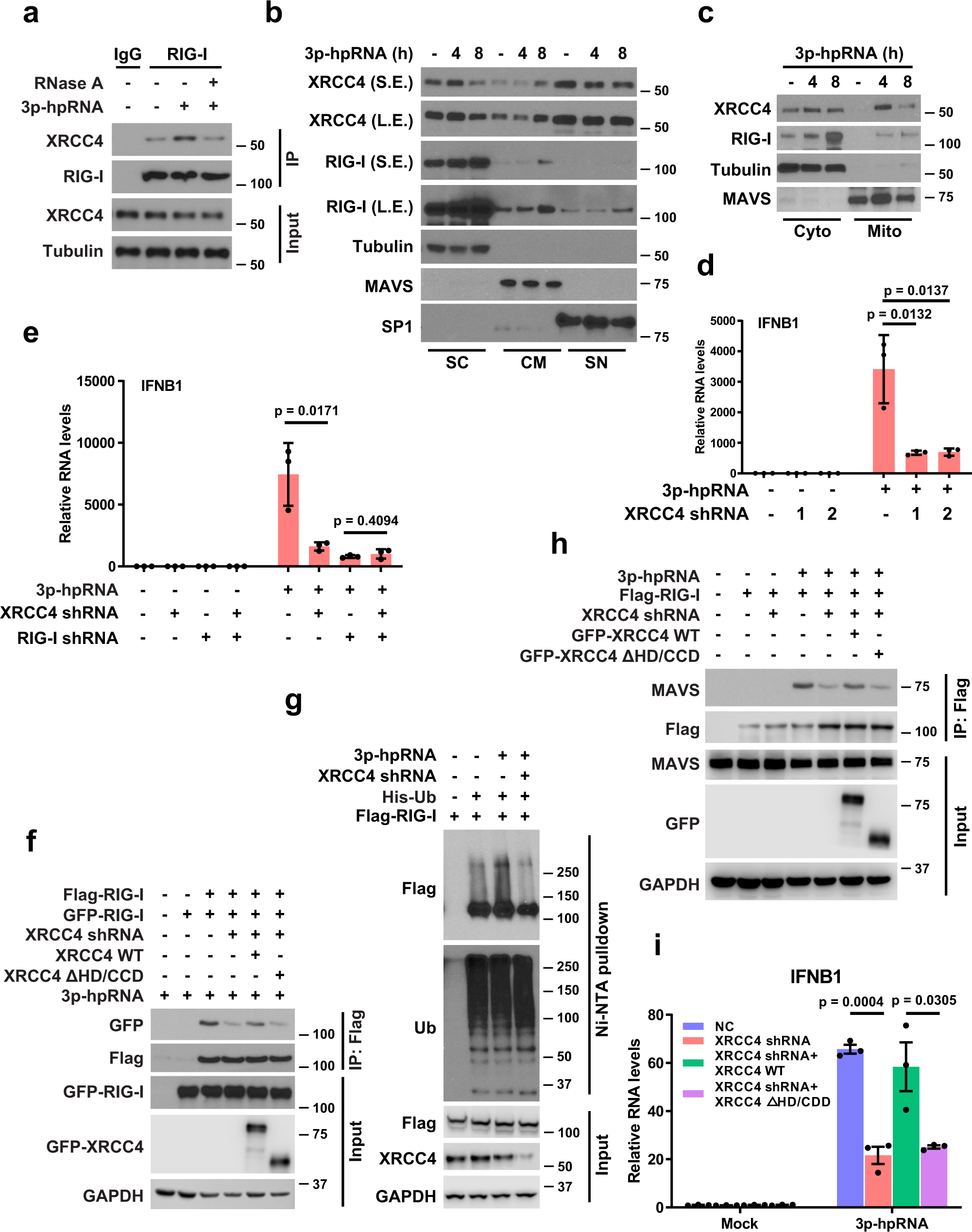 Fig. 5: Loss of XRCC4 attenuates RIG-I immune signaling.
