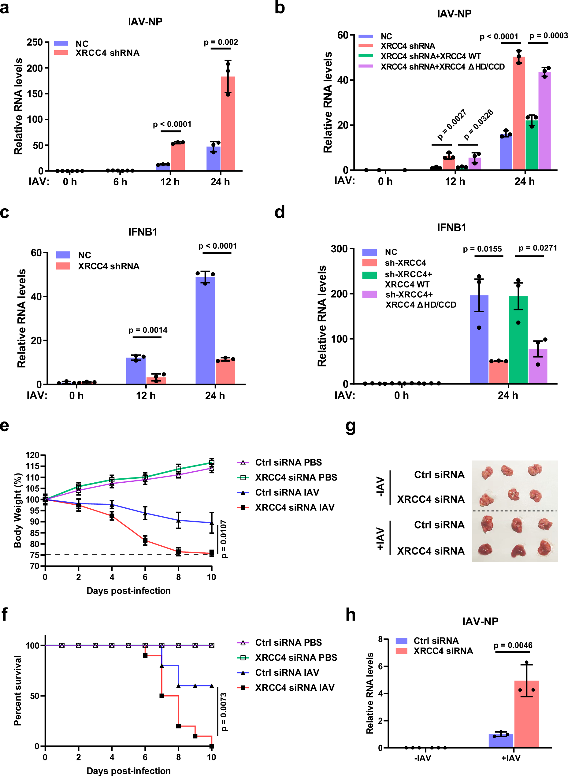 Fig. 6: XRCC4 coordinates with RIG-I to suppress RNA virus replication in host cells.
