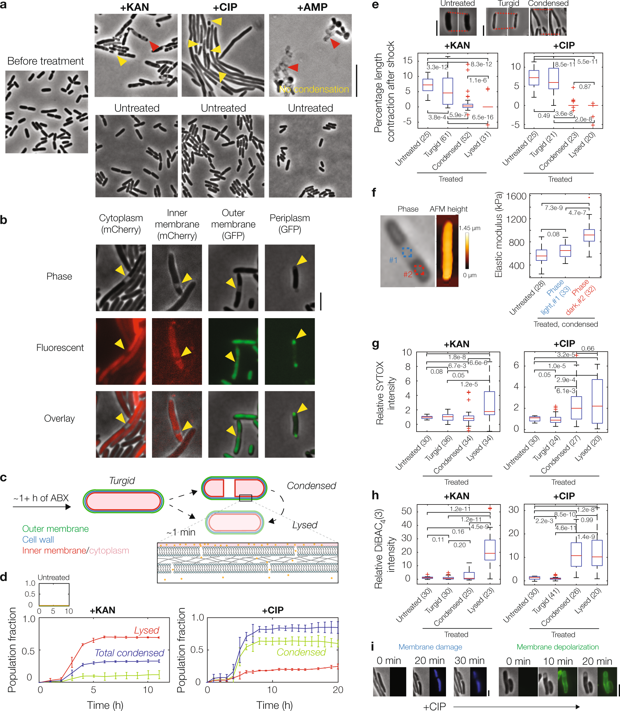 Cytoplasmic condensation by membrane damage is associated with antibiotic lethality | Nature Communications
