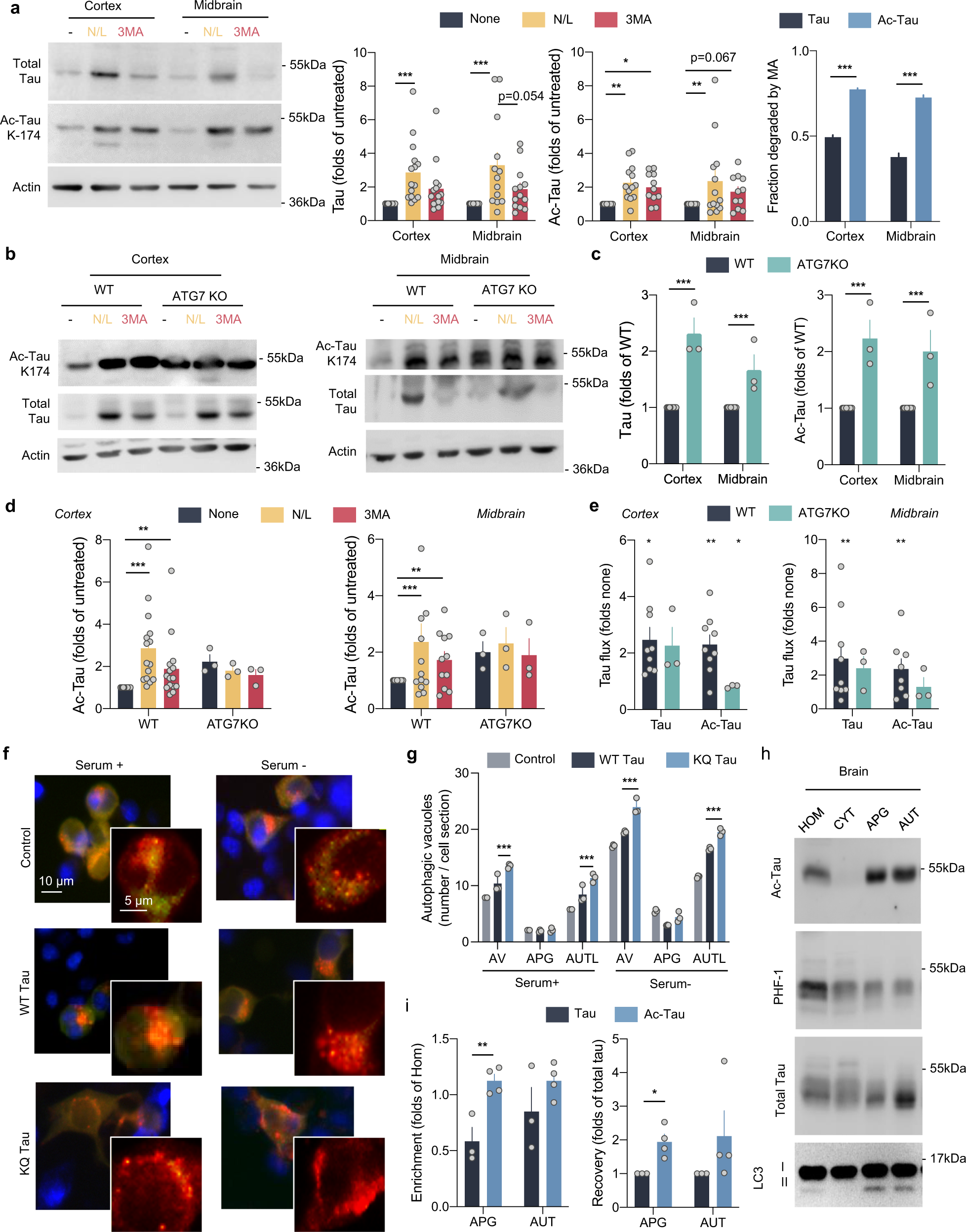 Acetylated Tau Inhibits Chaperone Mediated Autophagy And Promotes Tau Pathology Propagation In Mice Nature Communications<script async src=