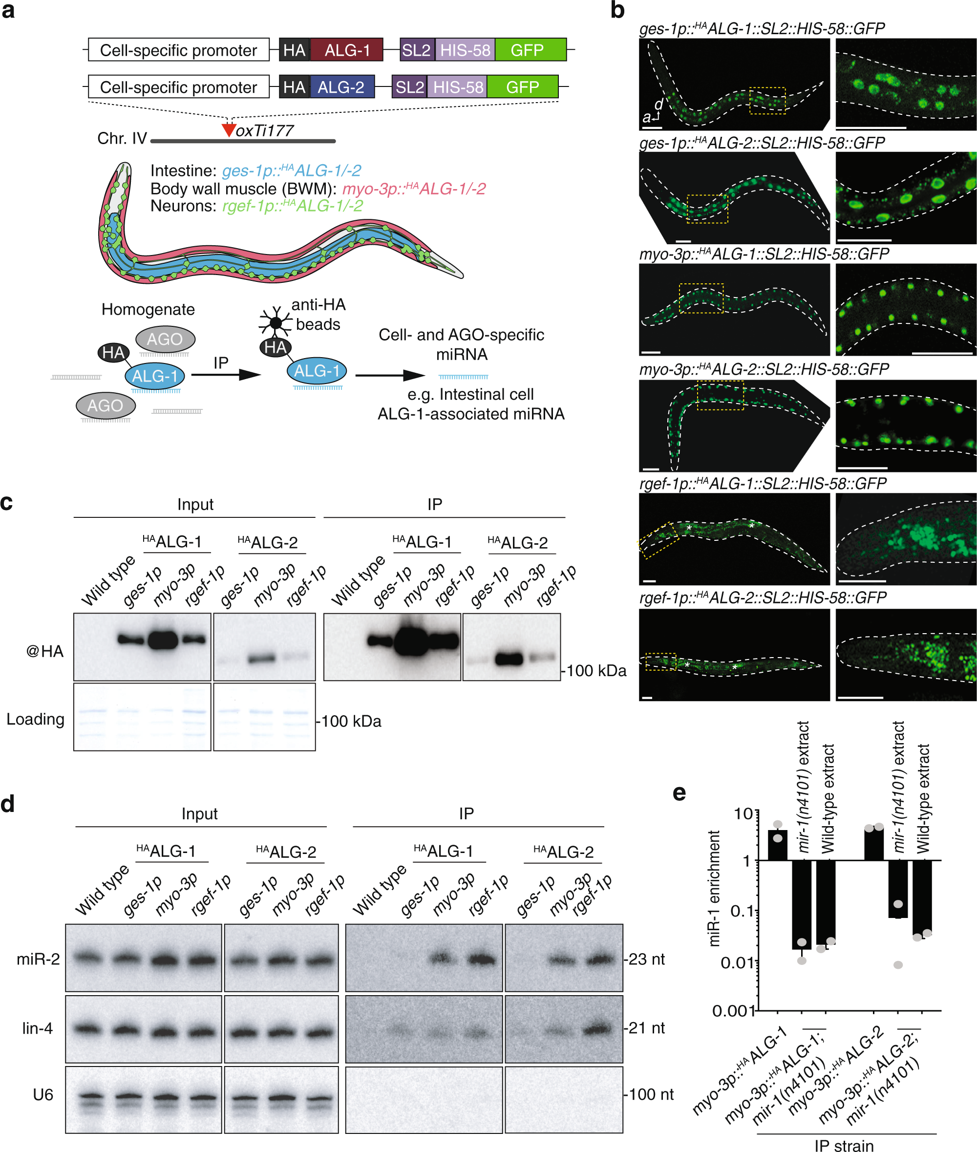 Cell-type-specific profiling of loaded miRNAs from Caenorhabditis elegans  reveals spatial and temporal flexibility in Argonaute loading | Nature  Communications