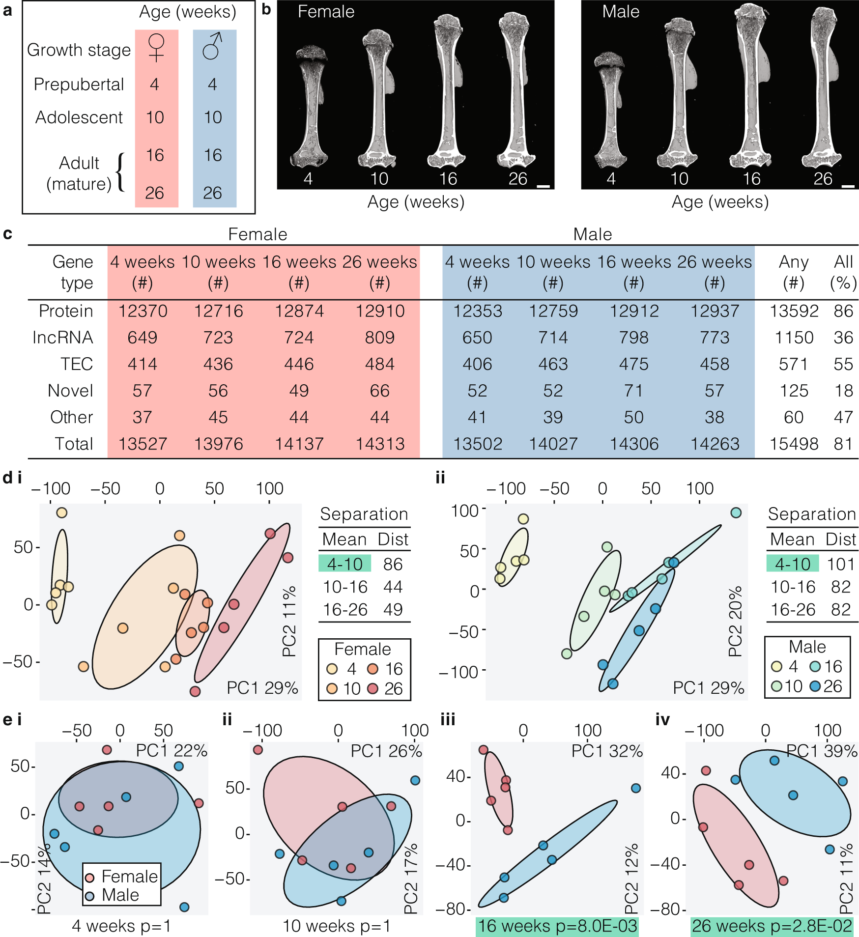 Fig. 2: The osteocyte transcriptome changes with sex and age.