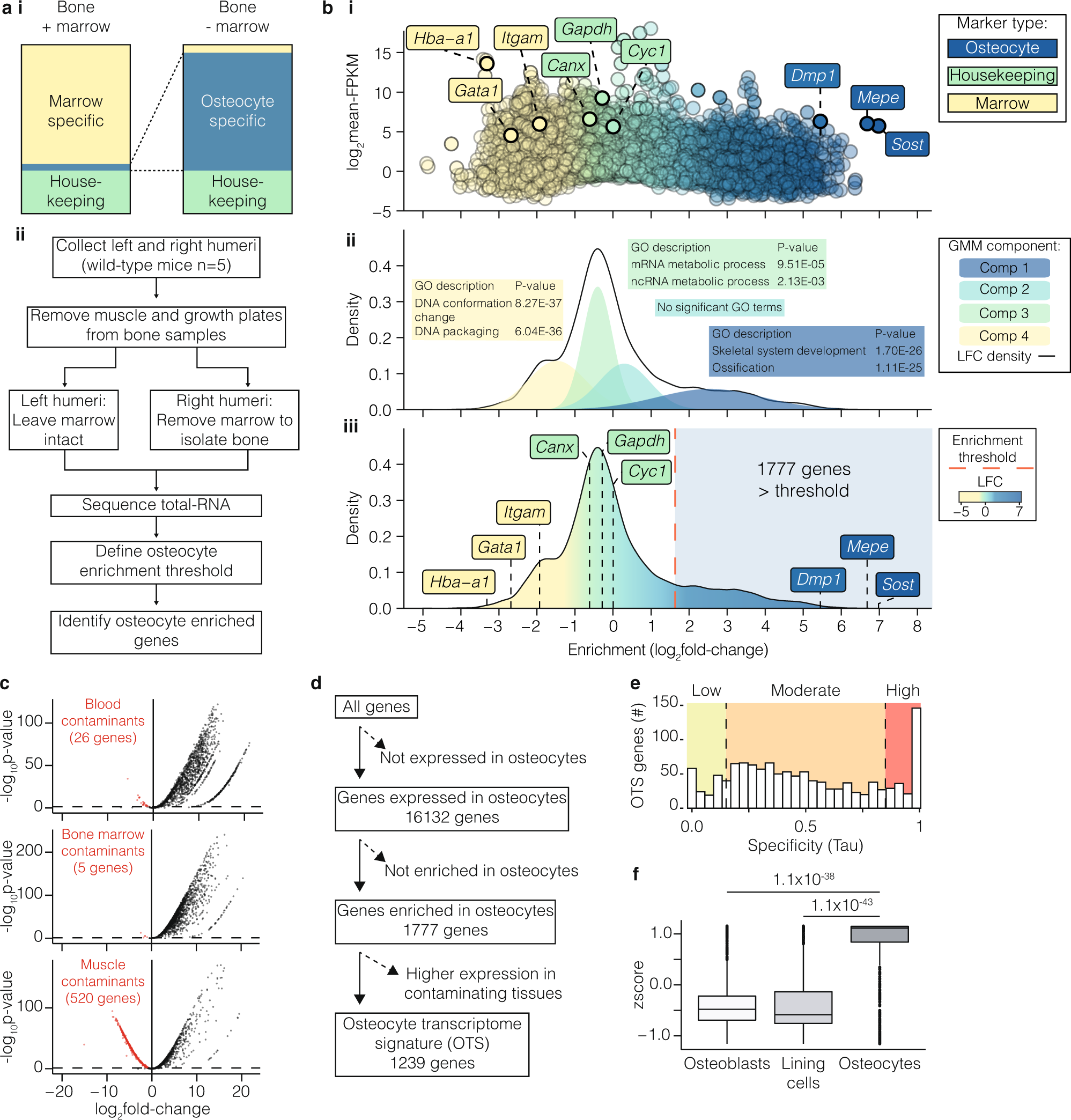 Fig. 3: Defining an osteocyte transcriptome signature.