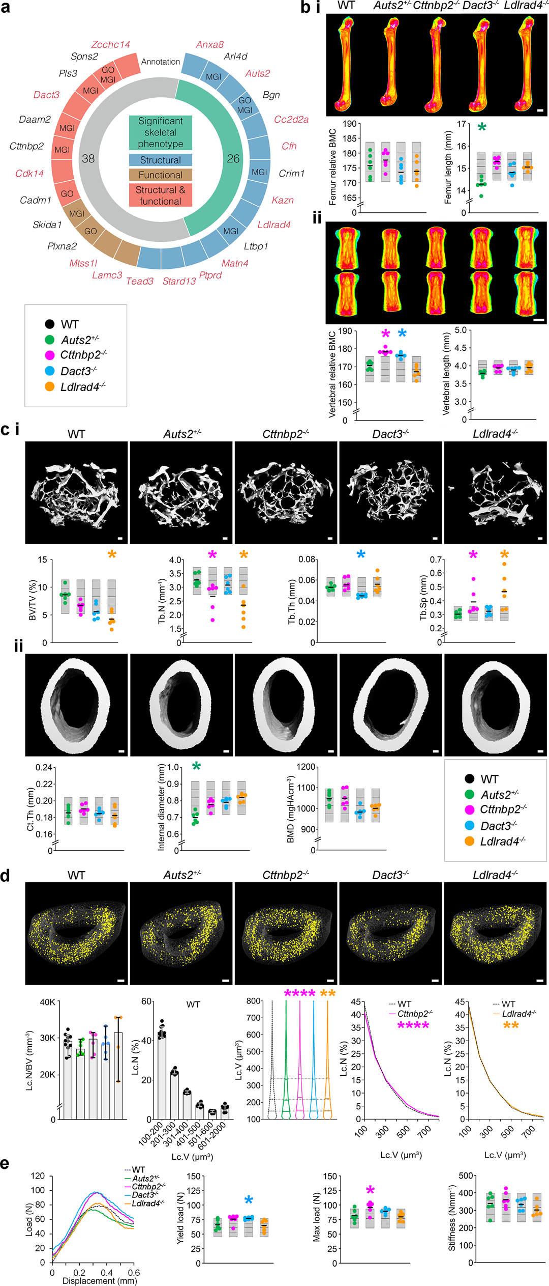 Fig. 5: Deletion of osteocyte transcriptome signature genes affects bone structure and function.