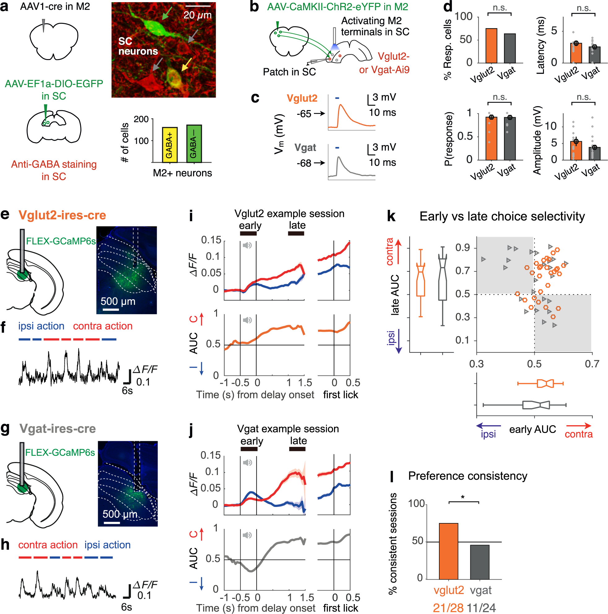 Fig. 6: SC excitatory and inhibitory neurons receive inputs from M2 and carry choice-related signals.