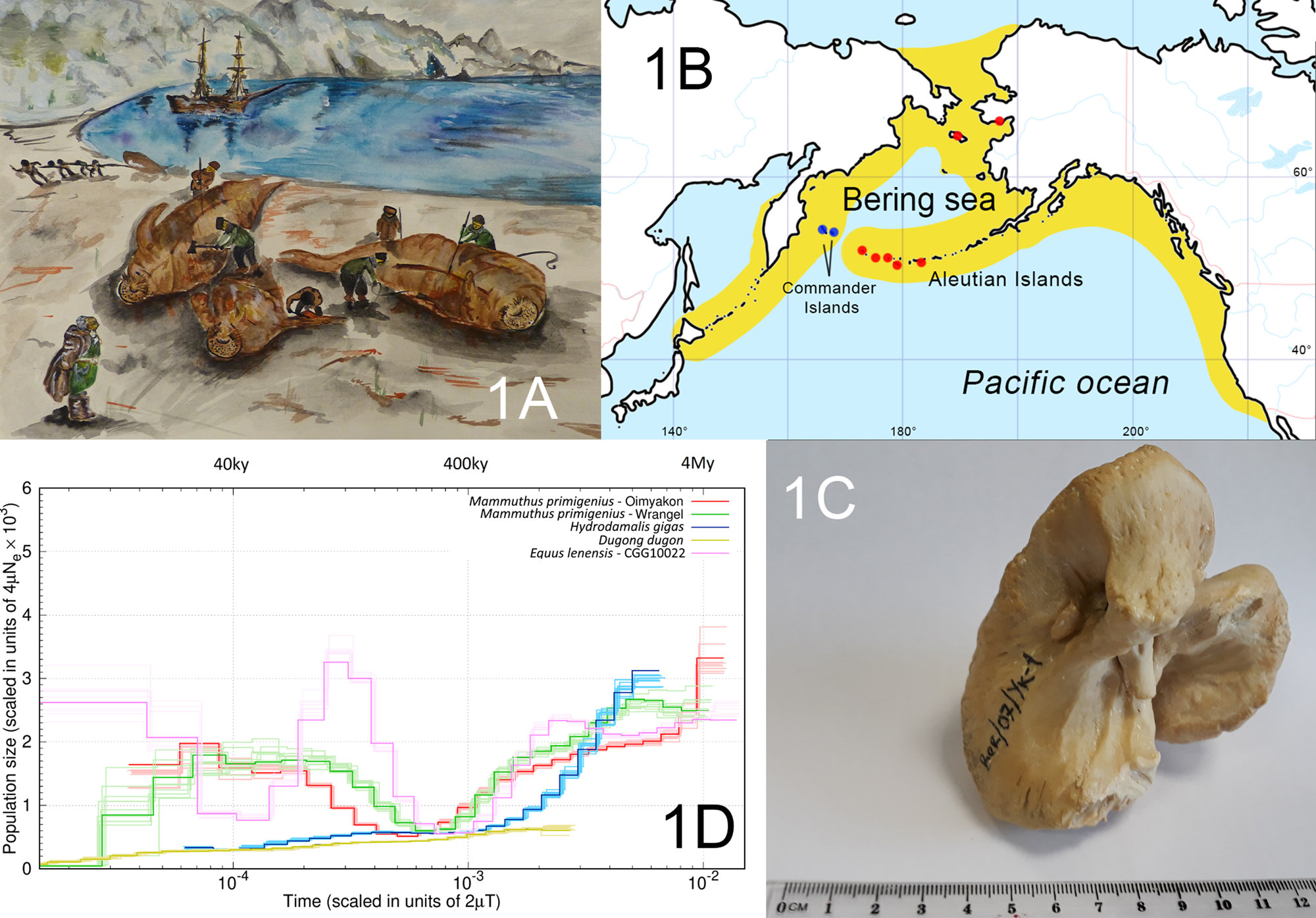 Stellers sea cow genome suggests this species began going extinct before the arrival of Paleolithic humans Nature Communications