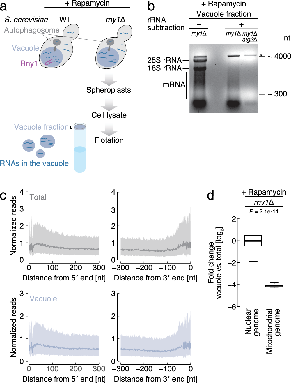 Purification of bulk SUMO conjugates from yeast. A, schematic of the