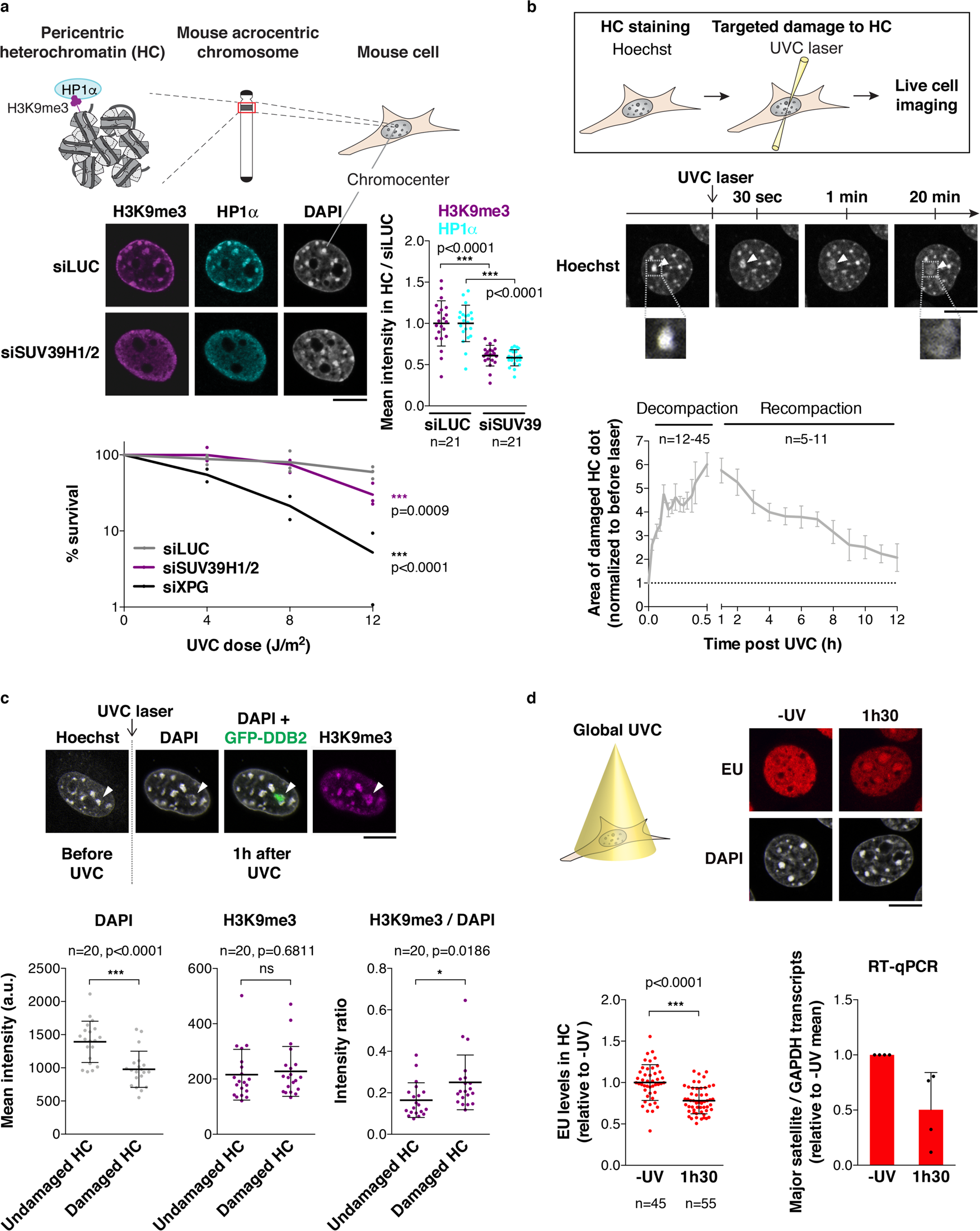 Imaging the response to DNA damage in heterochromatin domains reveals core  principles of heterochromatin maintenance | Nature Communications