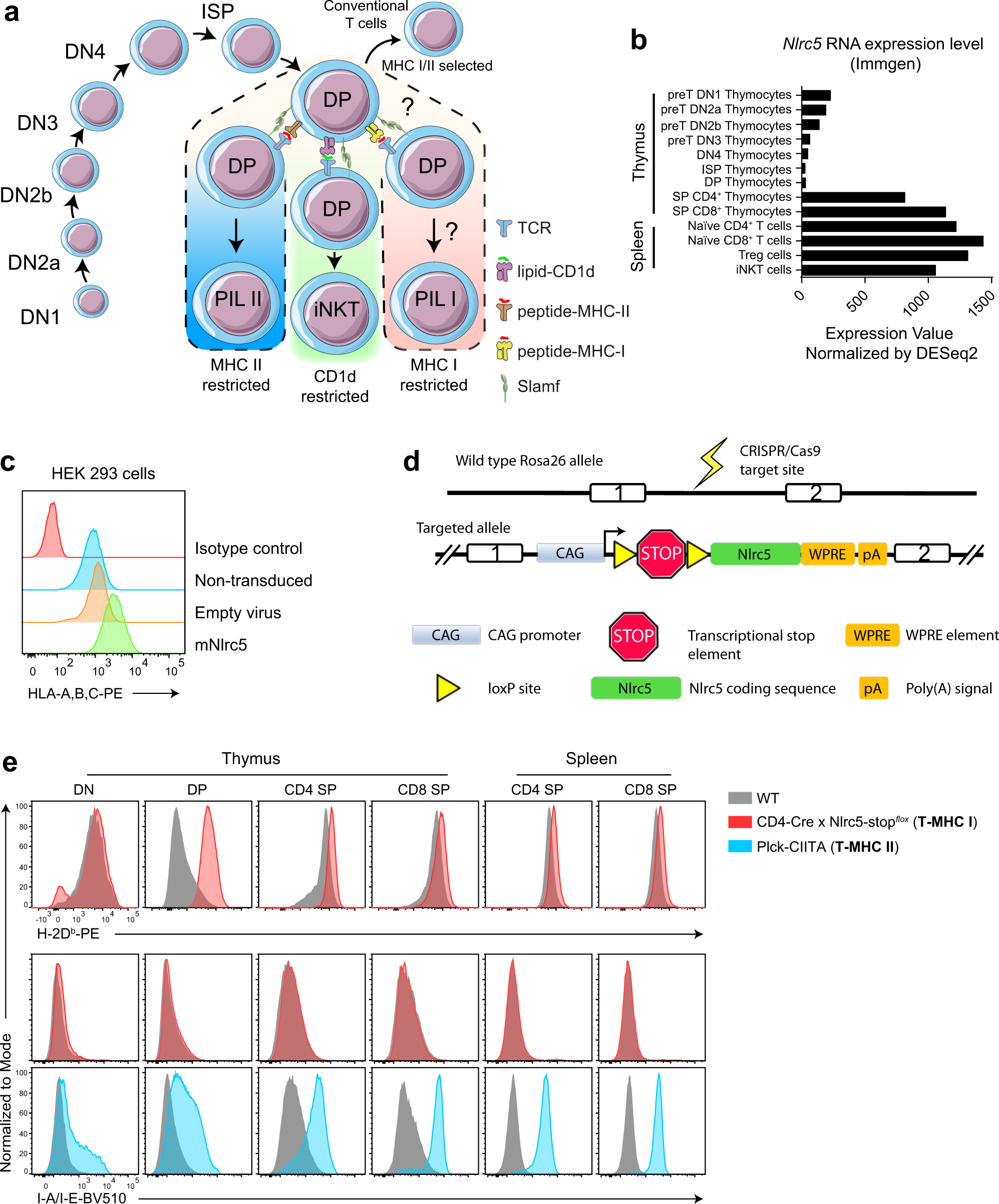 Classical MHC expression by DP