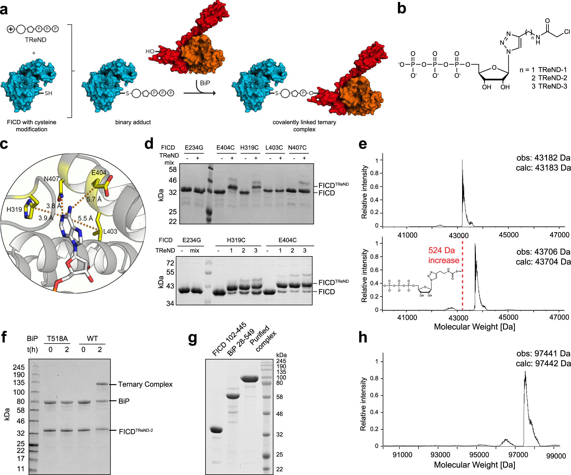 Specificity Of Ampylation Of The Human Chaperone Bip Is Mediated By Tpr Motifs Of Ficd Nature Communications