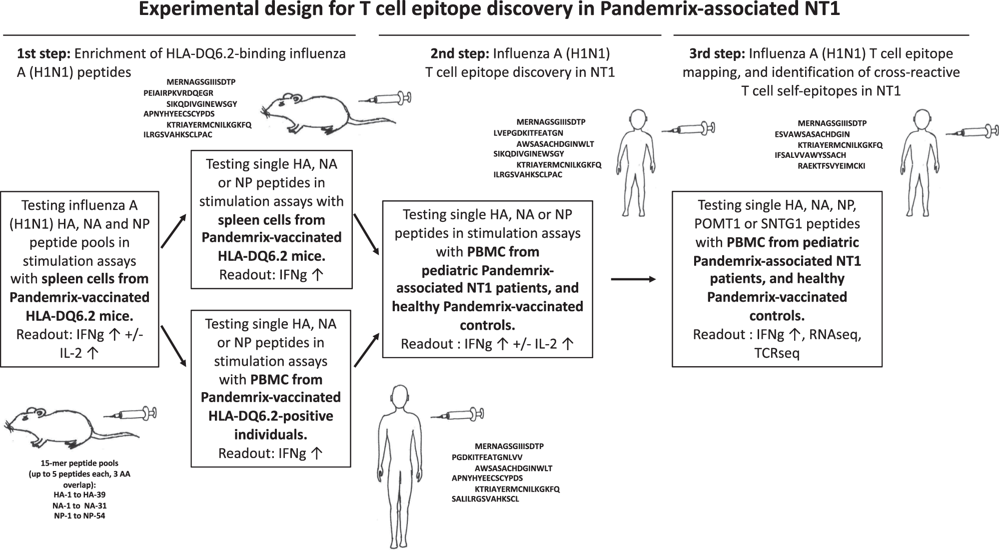 Fig. 1: Overall experimental study design for T-cell epitope discovery in Pandemrix-associated NT1.