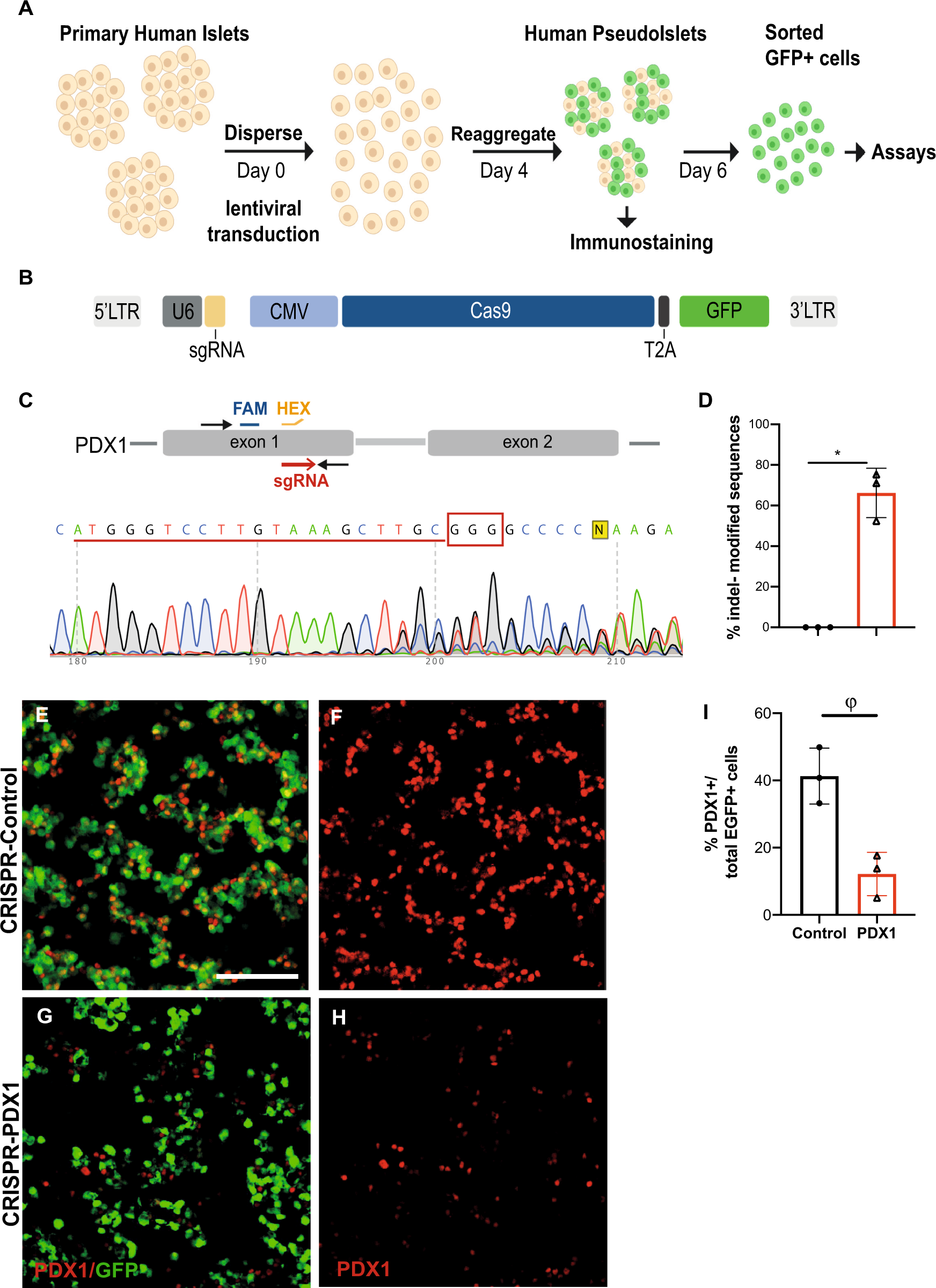 Fig. 1: CRISPR/Cas9 targeting of PDX1 protein-coding sequence in primary human islets.