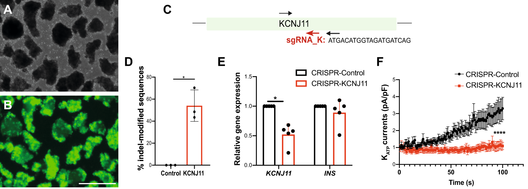 Fig. 3: CRISPR/Cas9 targeting of KCNJ11 protein-coding sequence in primary human islets.