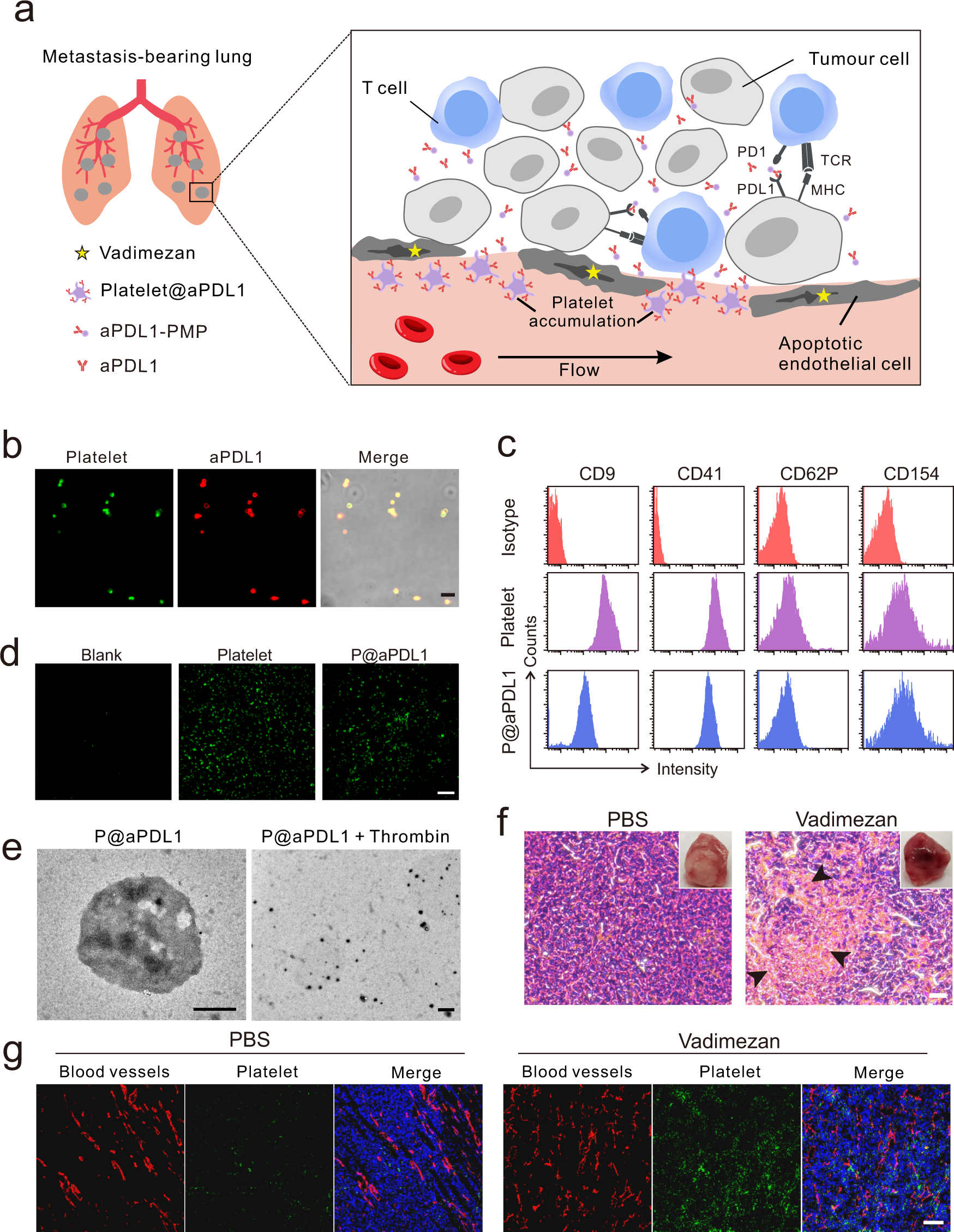 Fig. 1: Characterisation of aPDL1-conjugated platelets and disruption of tumour blood vessel caused by Vadimezan.