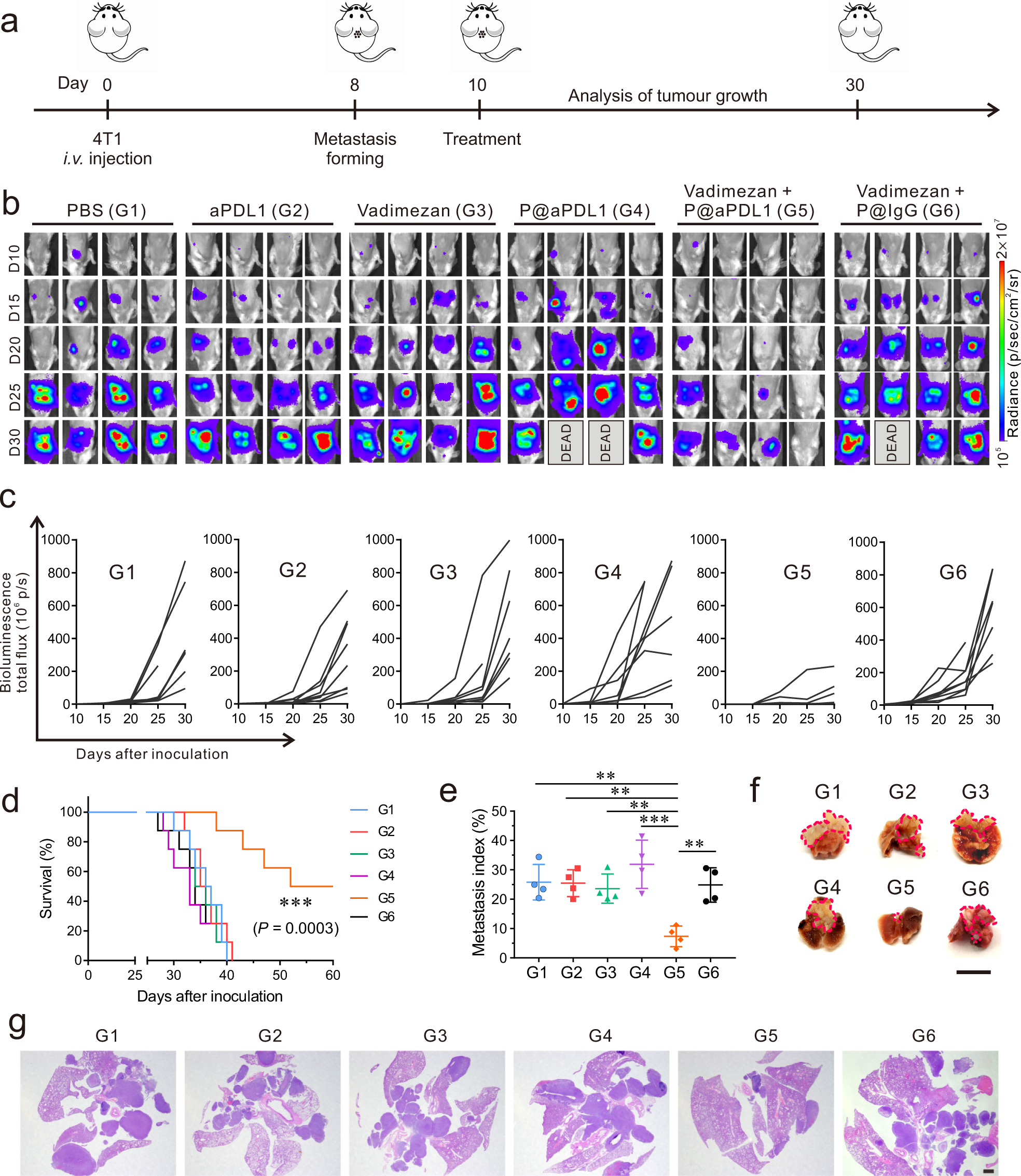 Fig. 3: P@aPDL1 combined with Vadimezan promotes anti-tumour effects in the 4T1 tumour model.