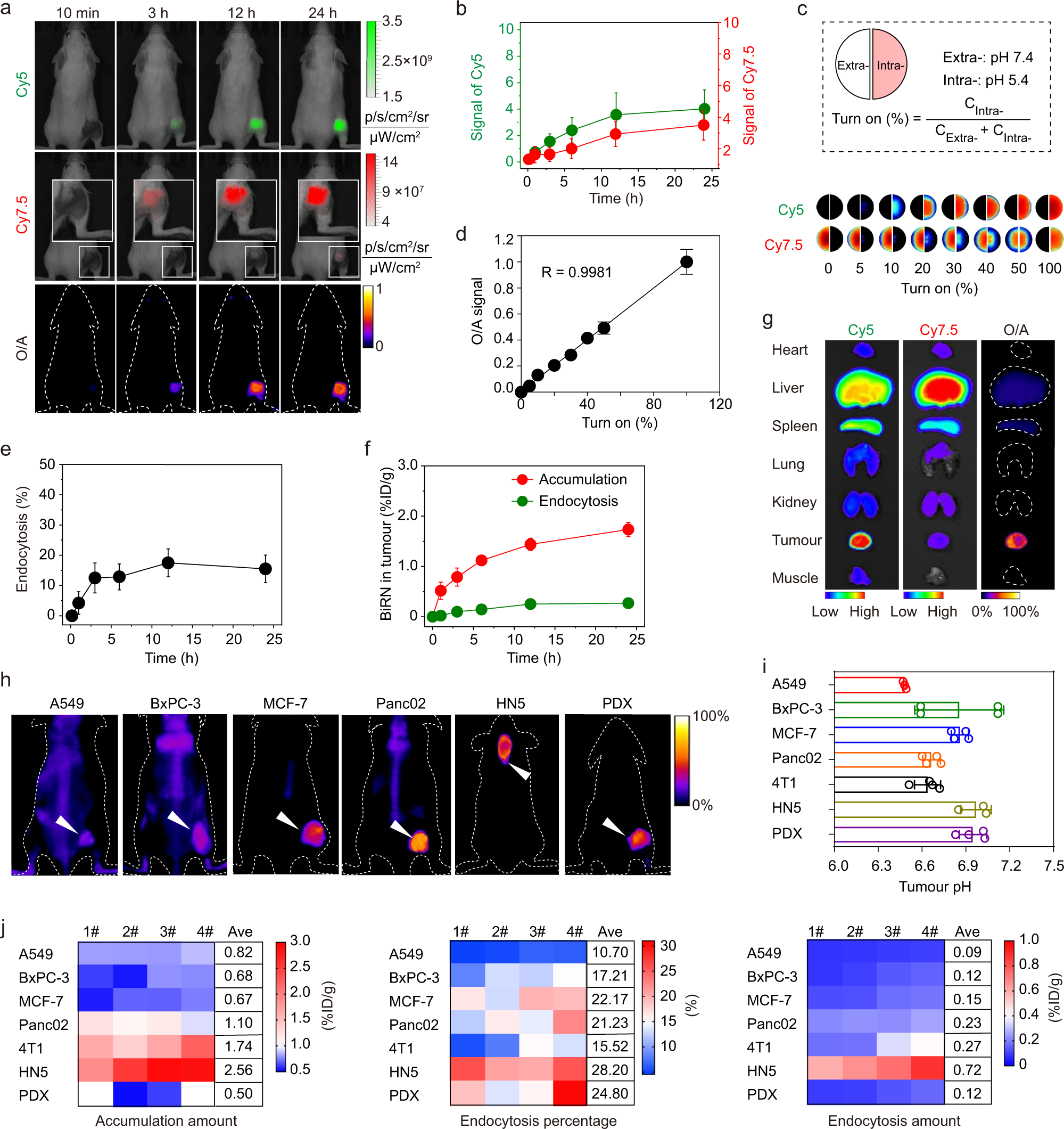 Fig. 3: Real-time monitoring of BiRN internalisation in vivo.