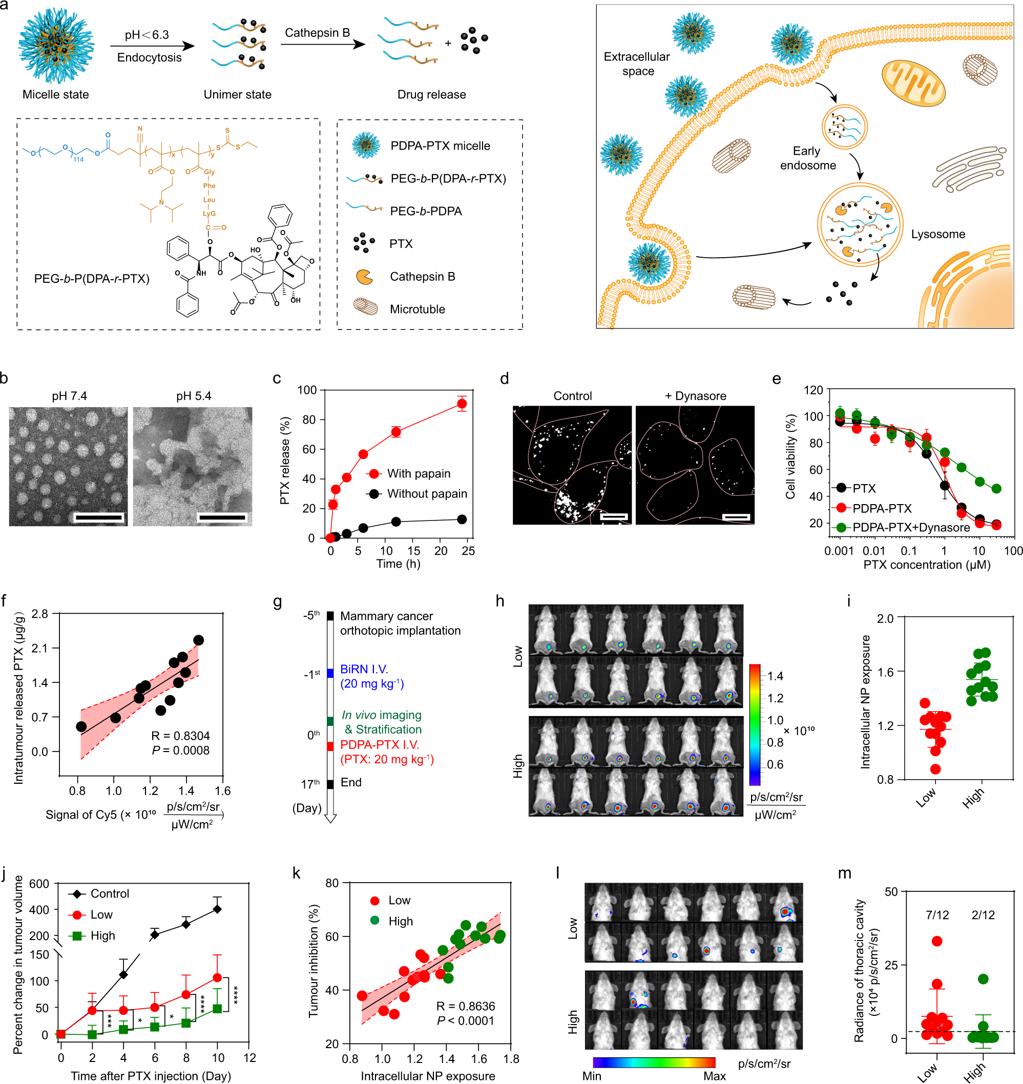 Fig. 5: BiRN predicts therapeutic efficacy of PDPA-PTX nanoparticle.