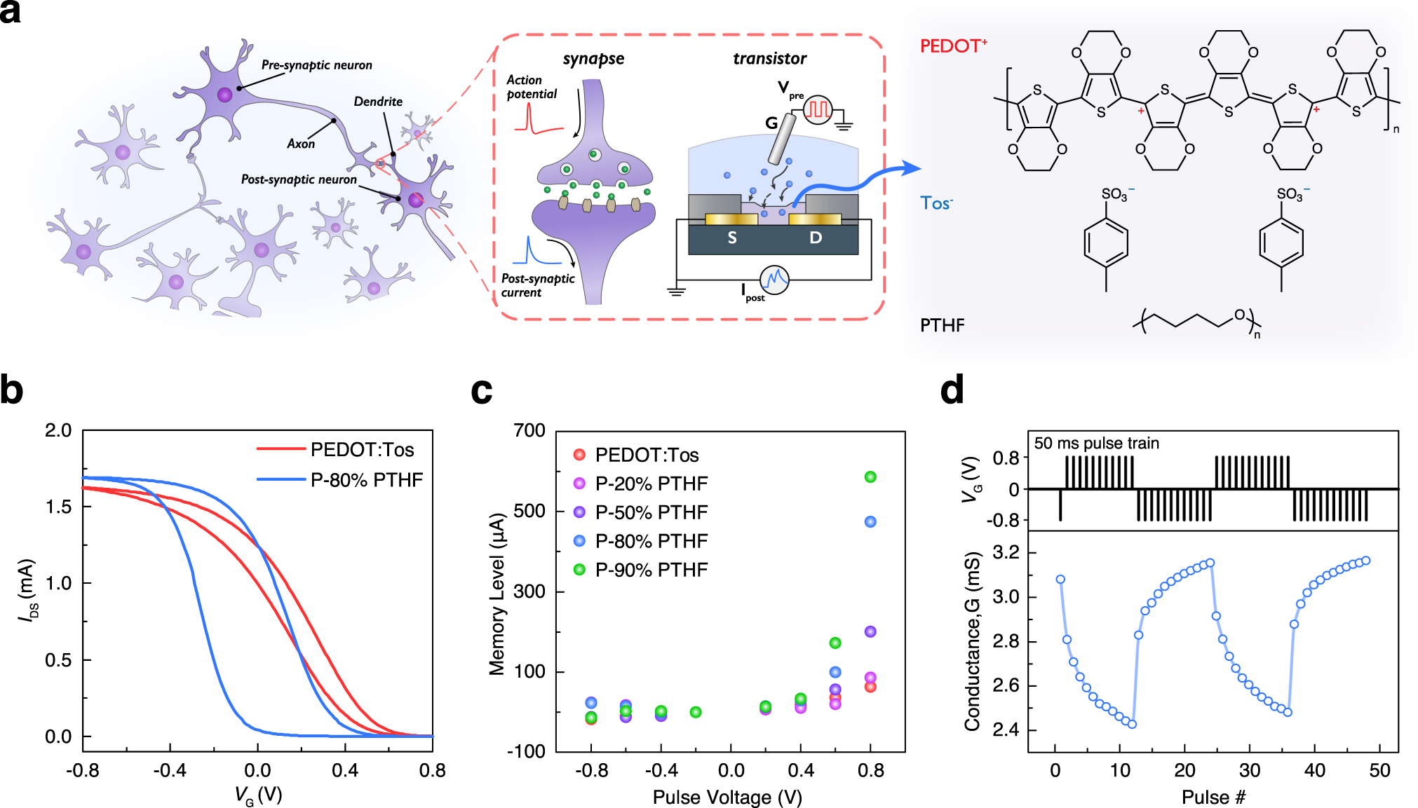 Field-Created Coordinate Cation Bridges Enable Conductance Modulation and  Artificial Synapse within Metal Nanoparticles