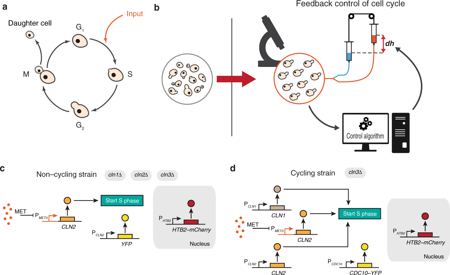 Life-cycle assessment of yeast-based single-cell protein