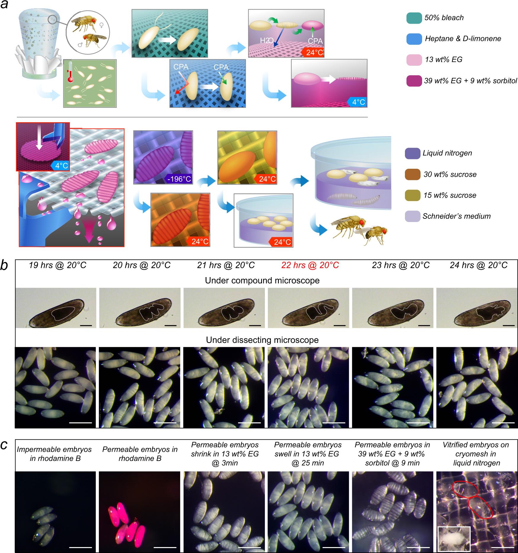 Cryopreservation method for Drosophila melanogaster embryos | Nature  Communications