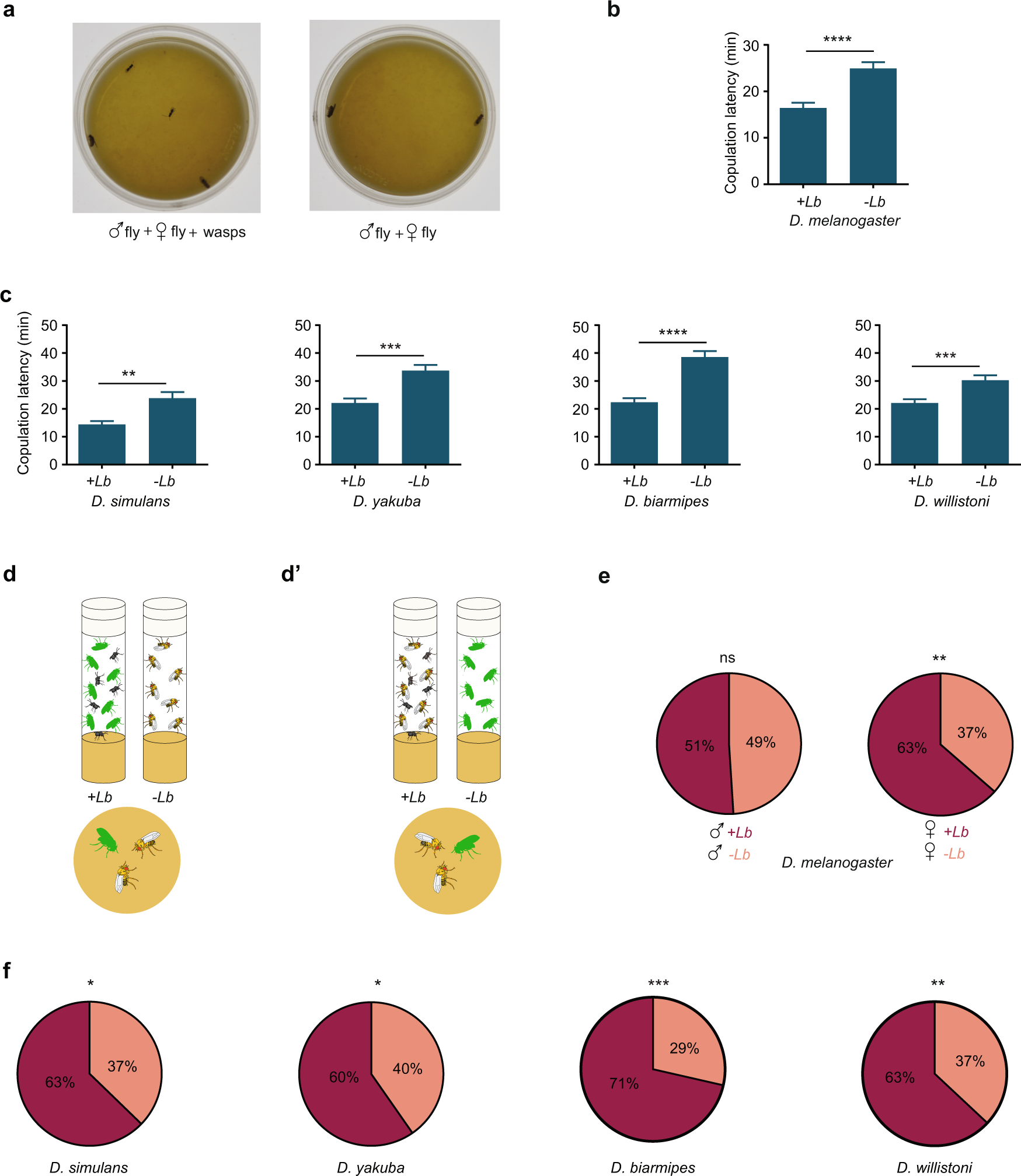 Fig. 1: Exposure of Drosophila to wasps accelerates sexual behavior.