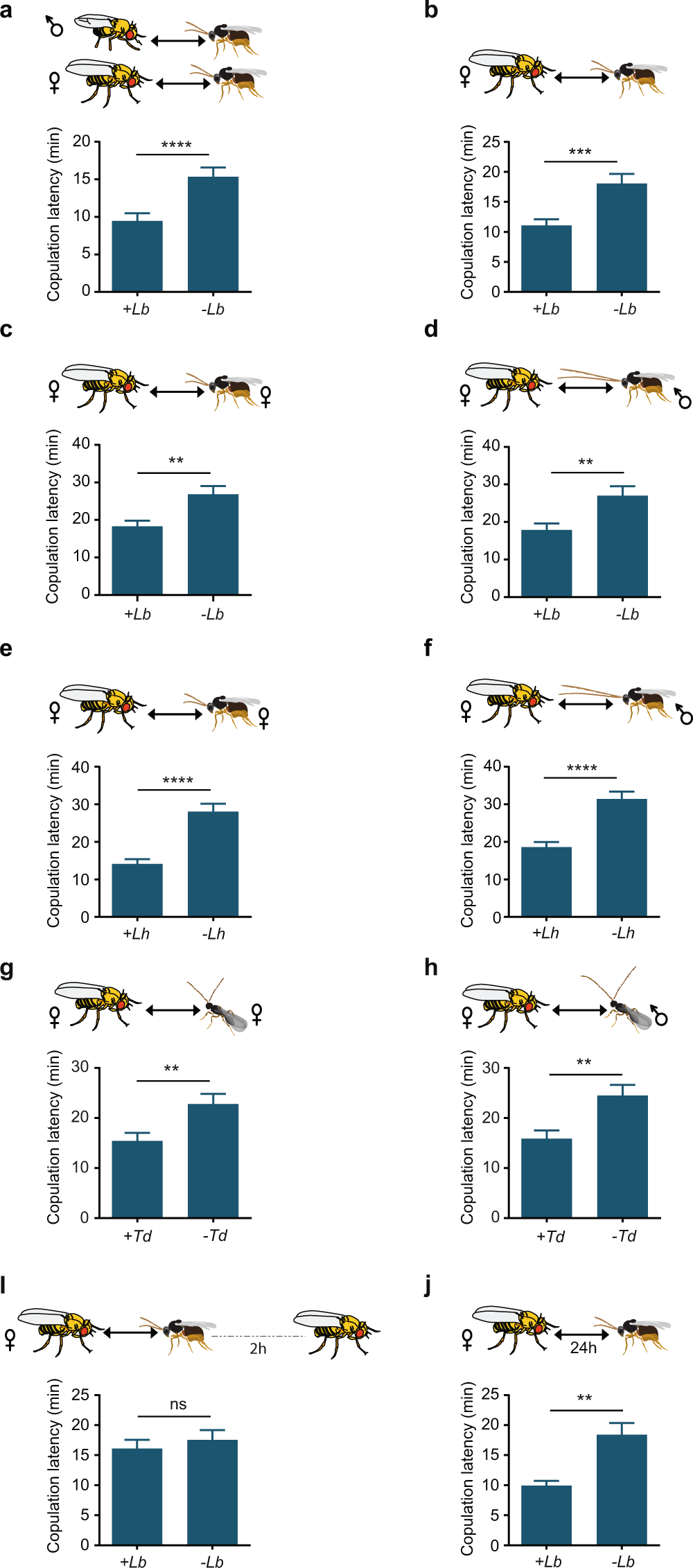 Fig. 4: Sight of a wasp in another chamber affects sexual behavior of a fly.