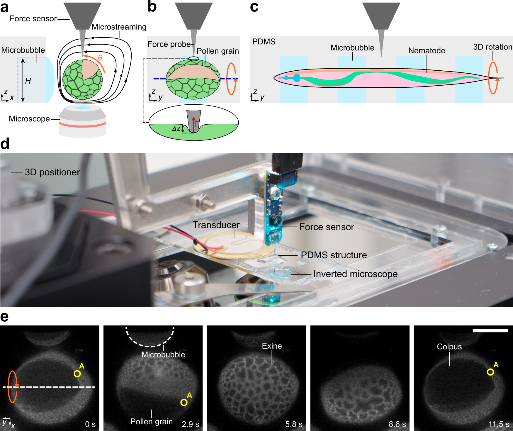 3D mechanical characterization of single cells and small organisms using  acoustic manipulation and force microscopy | Nature Communications