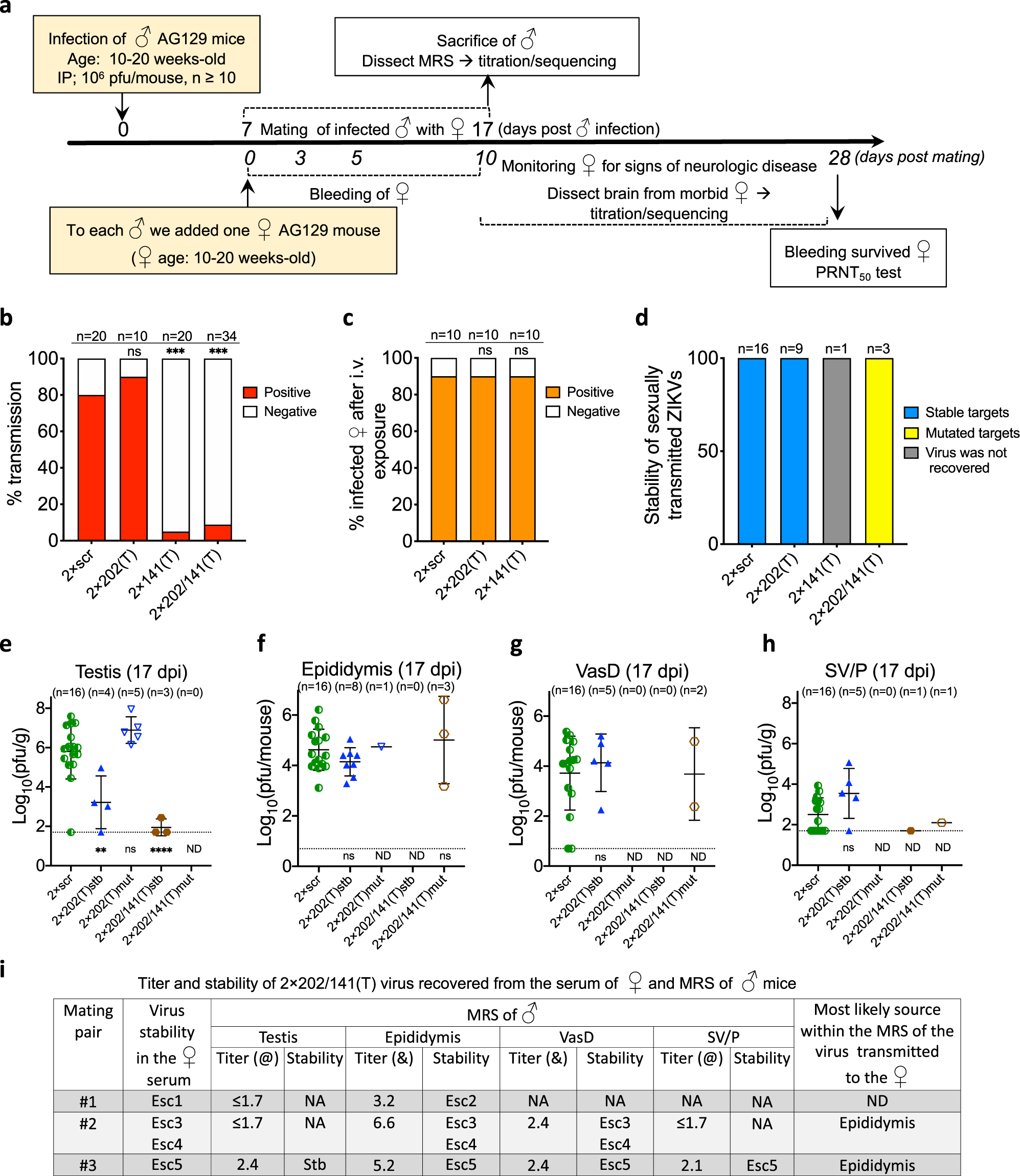 Fig. 3: ST of miRNA-targeted ZIKVs from male to female mice.