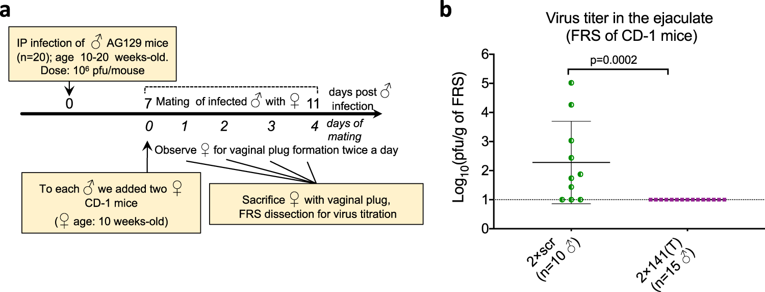 Fig. 4: Genome targeting for mir-141 restricts ZIKV shedding into the semen between 7 and 11 dpi.