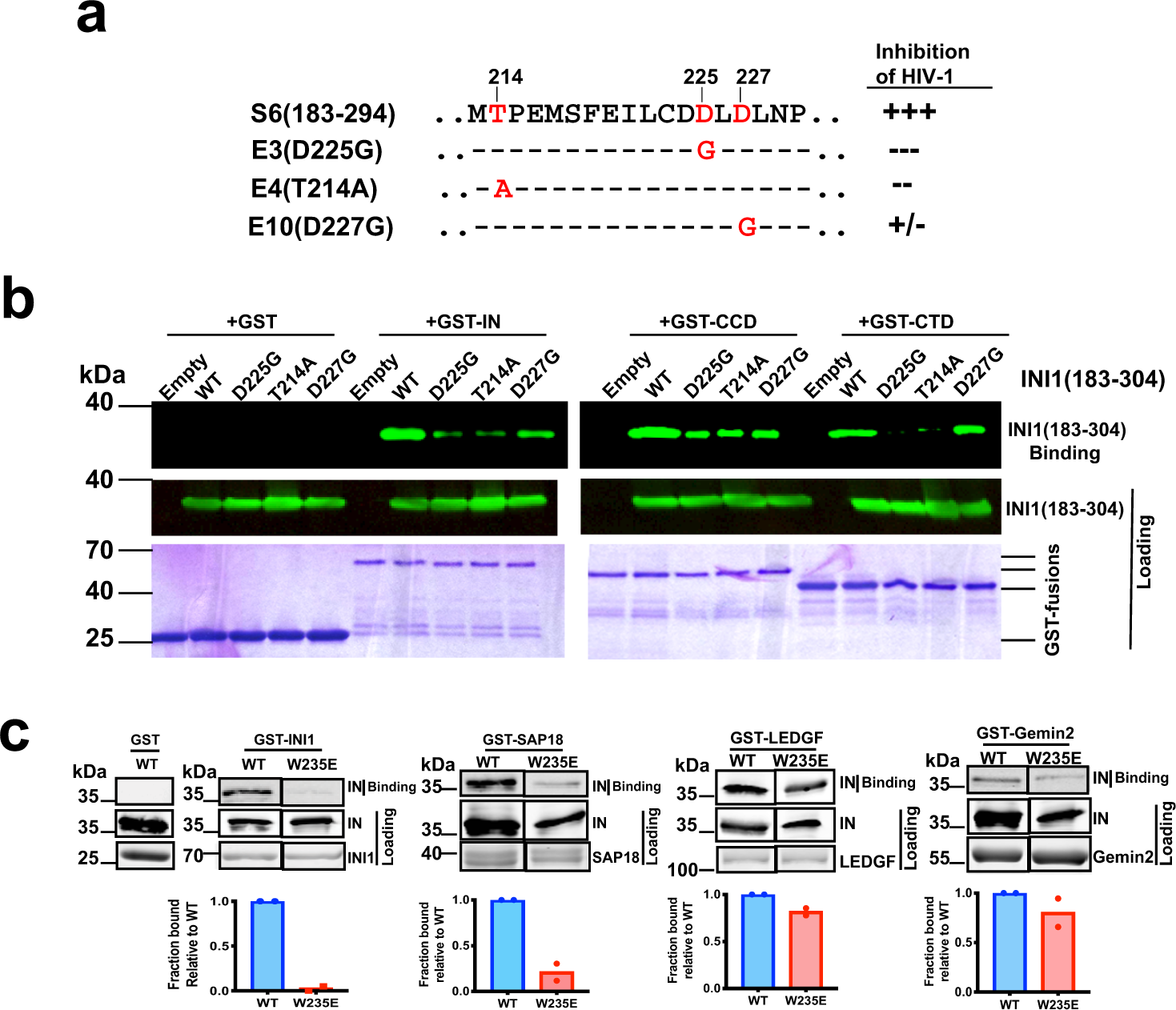 Fig. 3: In vitro binding studies to validate the interacting interface residues predicted in the CTD/INI1183-304 complex.
