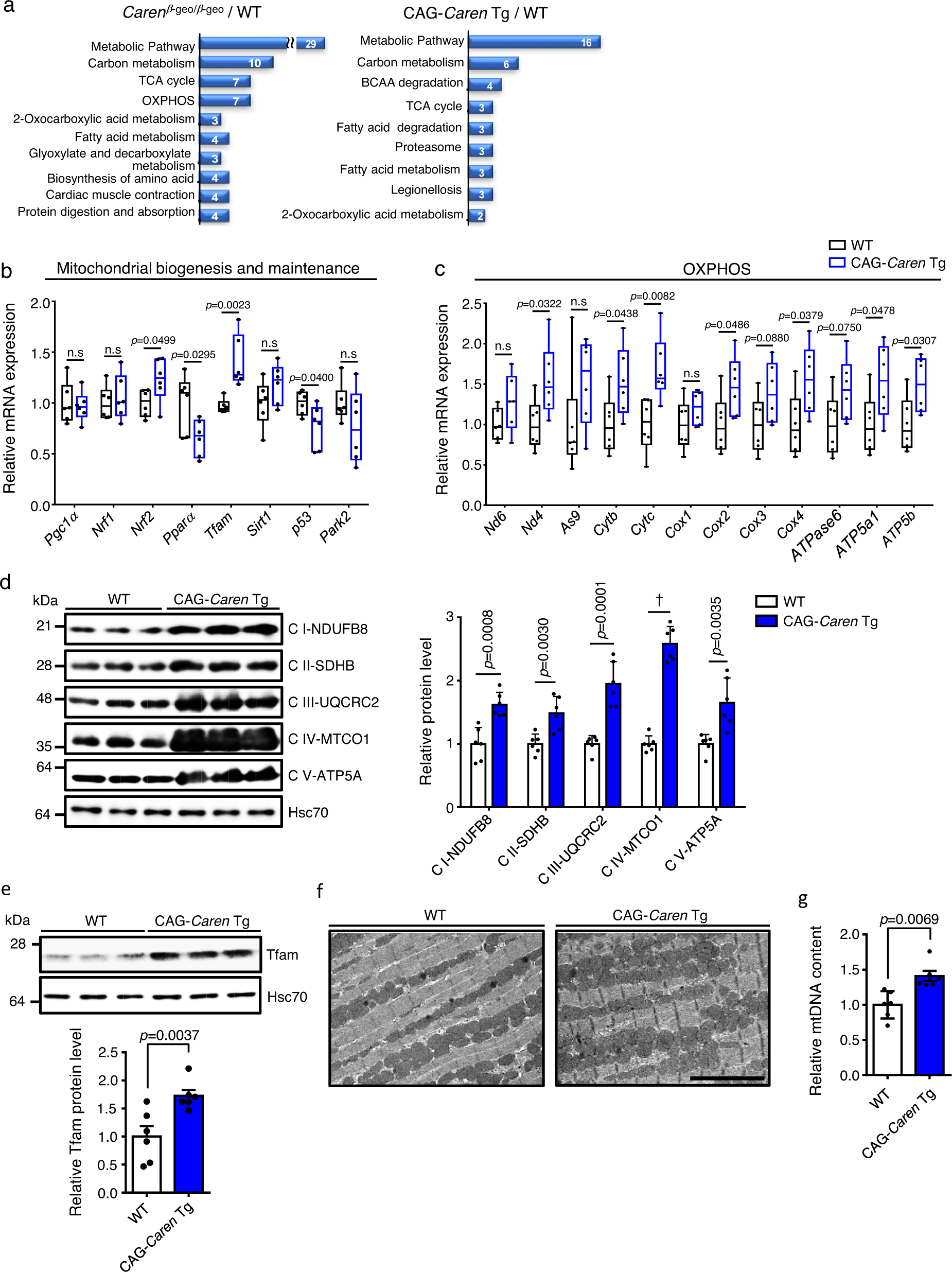 Fig. 4: Caren overexpression enhances cardiac mitochondrial biogenesis.