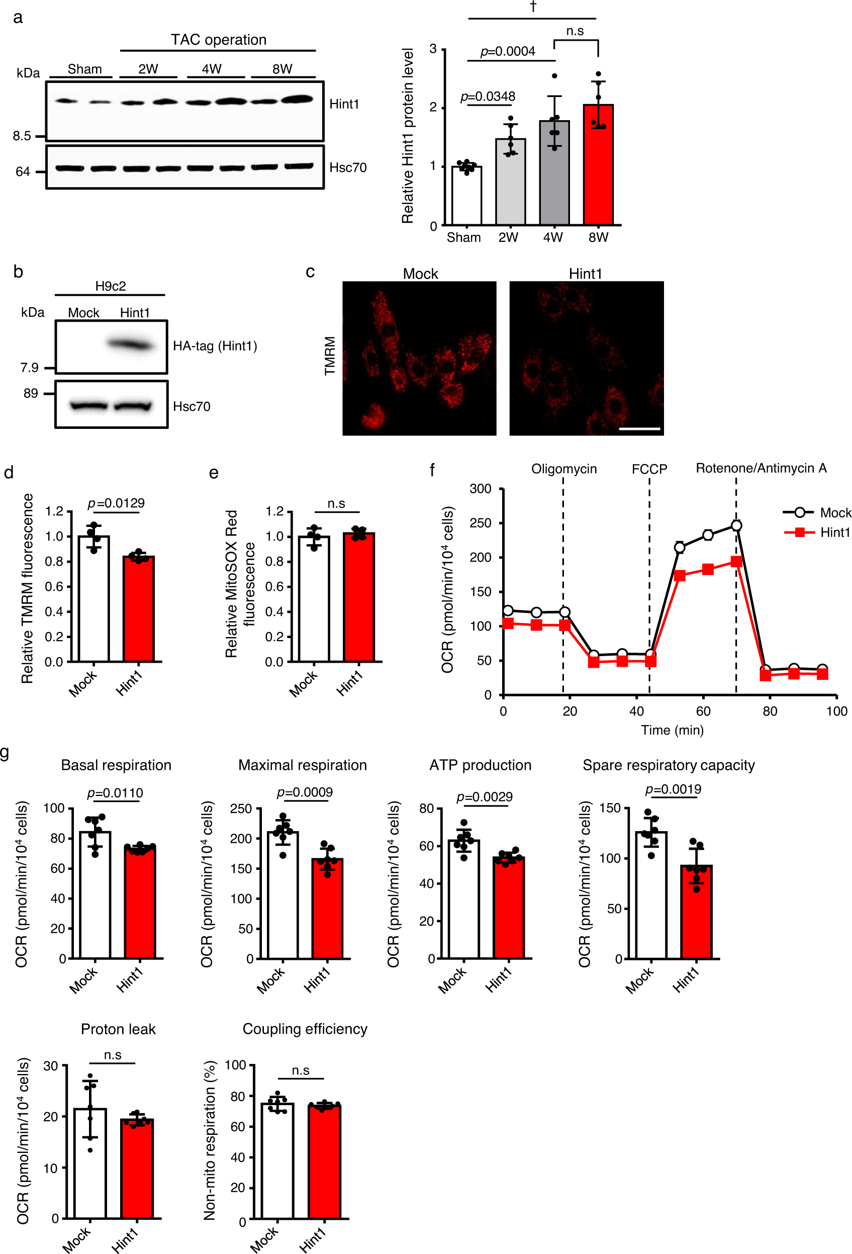 Fig. 6: Increased Hint1 levels in cardiomyocytes reduces mitochondrial respiratory capacity.