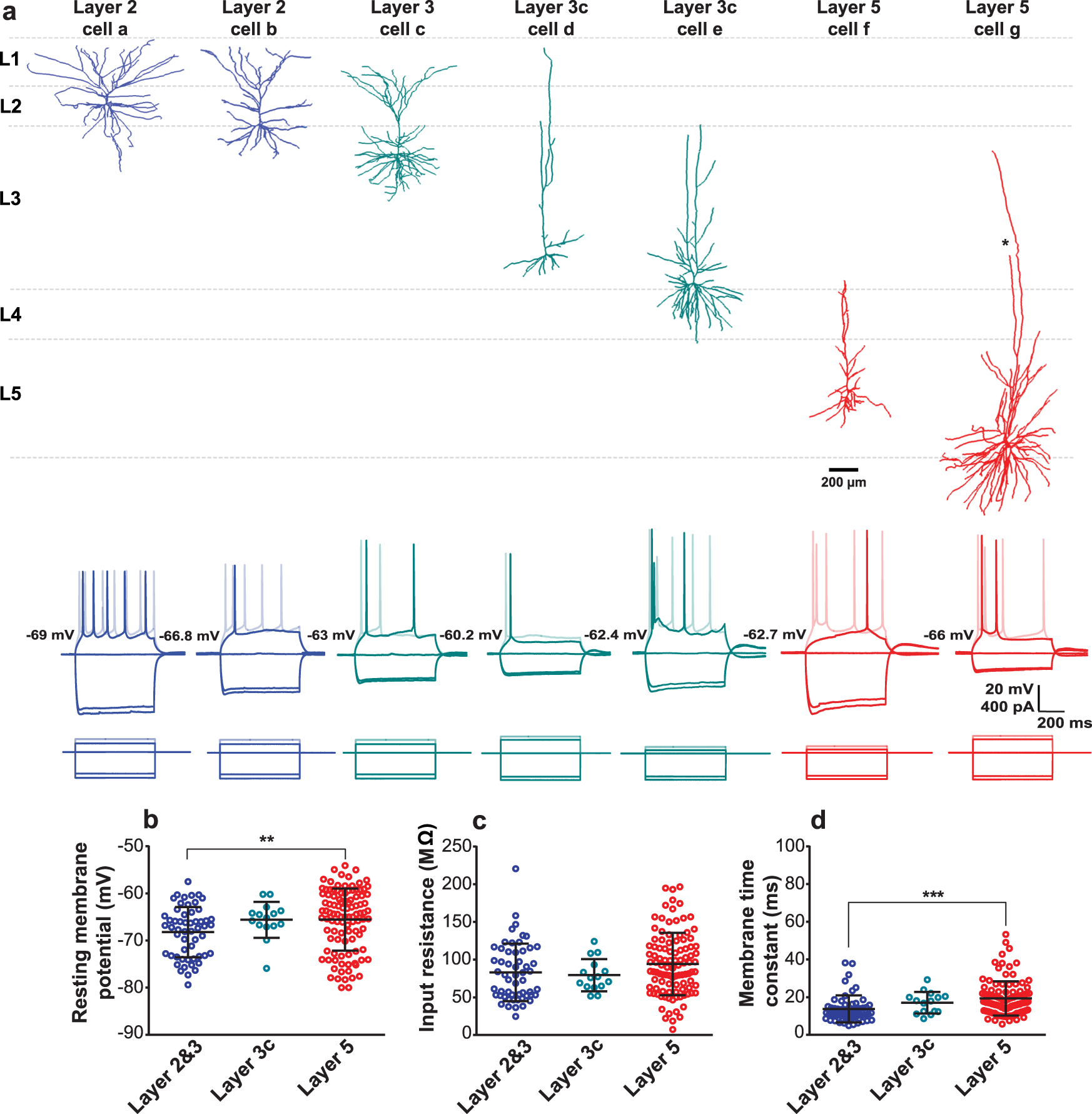 Introduction to Cortical Neurons